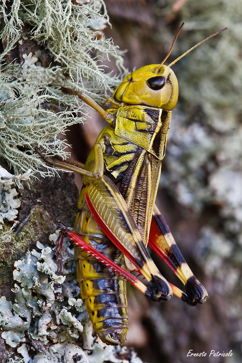 Arcyptera fusca femmina