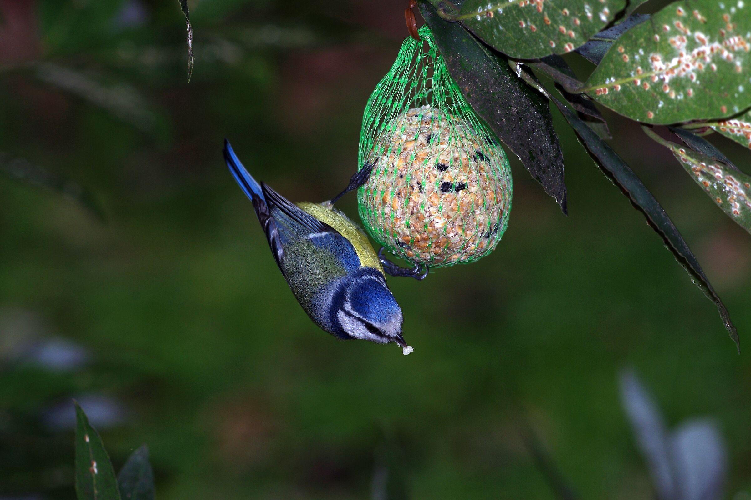 Cinciarella in giardino