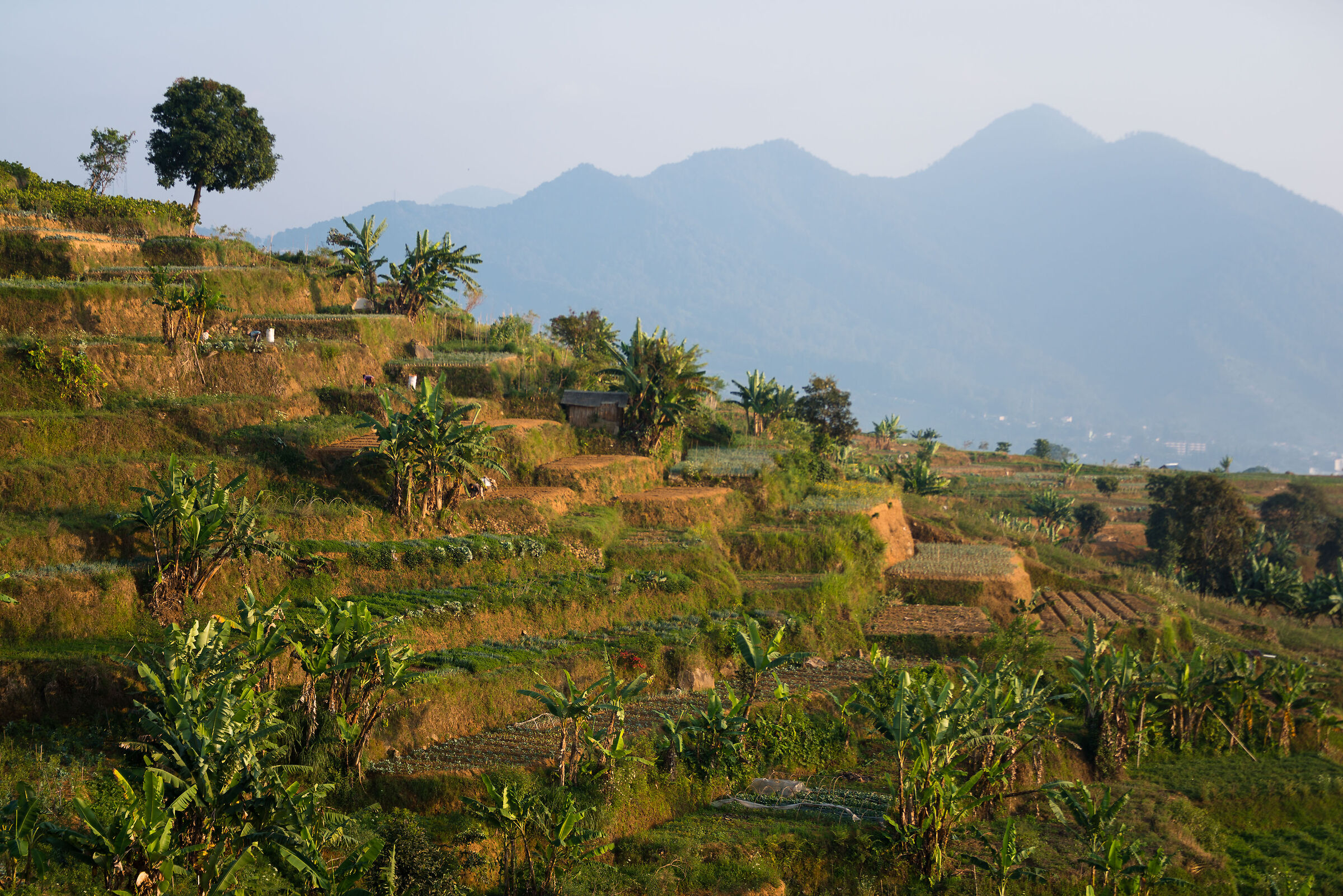 Cibodas, surroundings