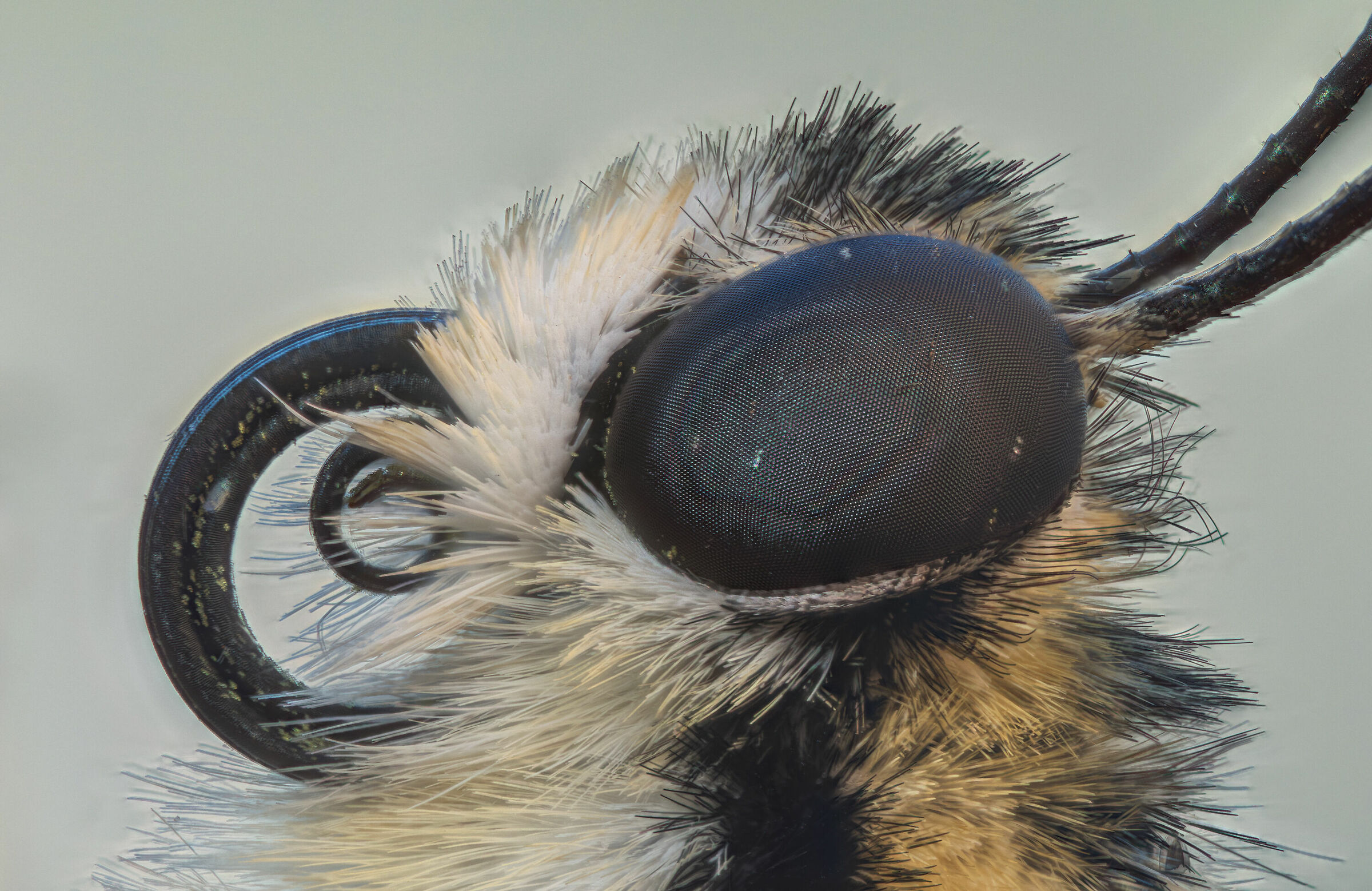 podalirio detail the eye