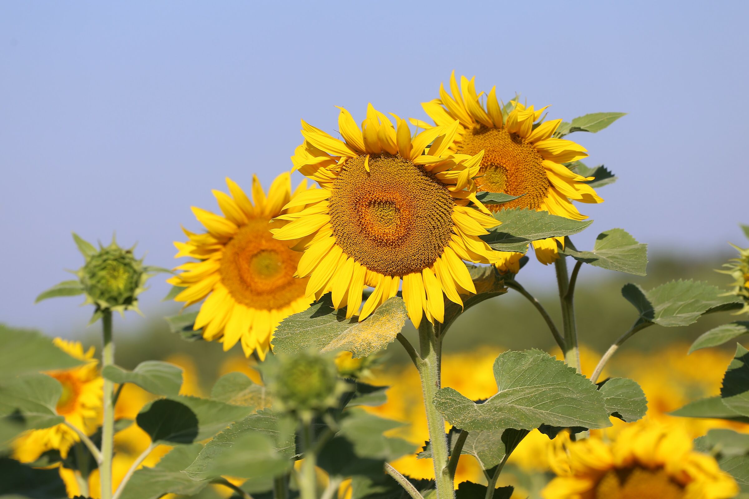 Special sunflowers