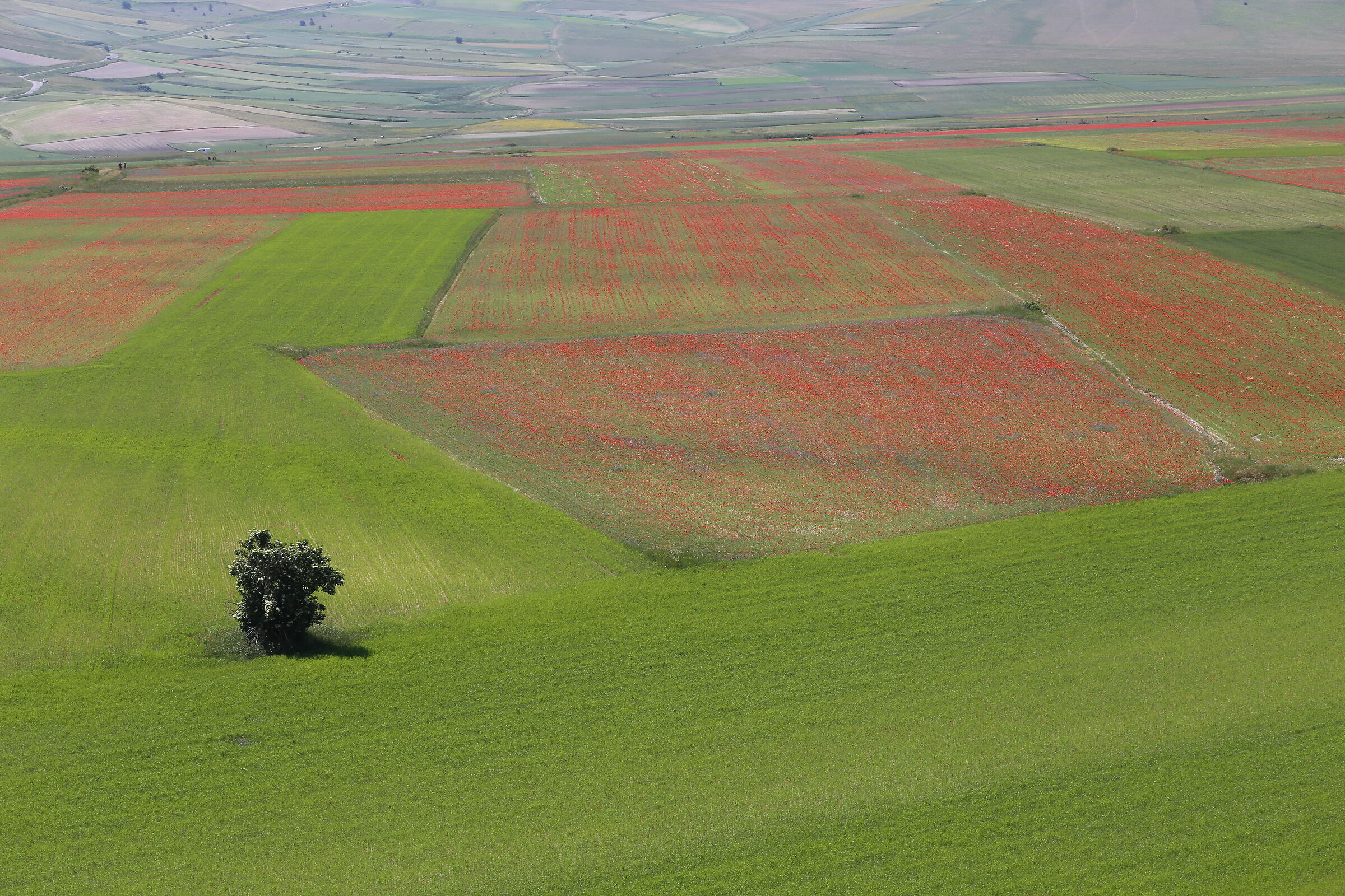 Castelluccio flowering -11