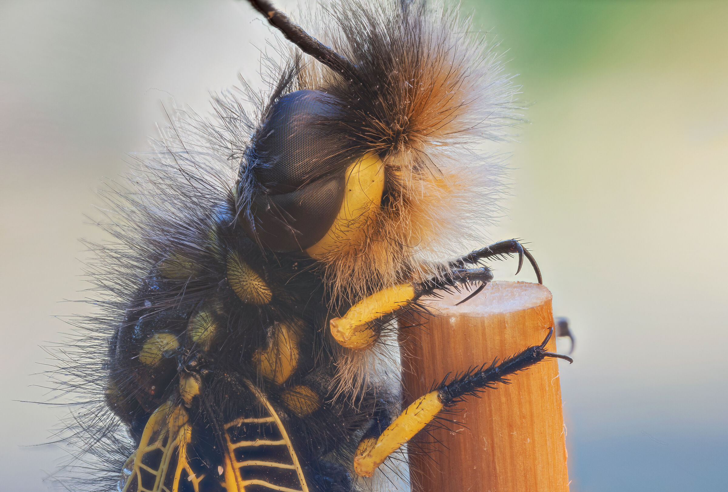 lieloides cocaius detail