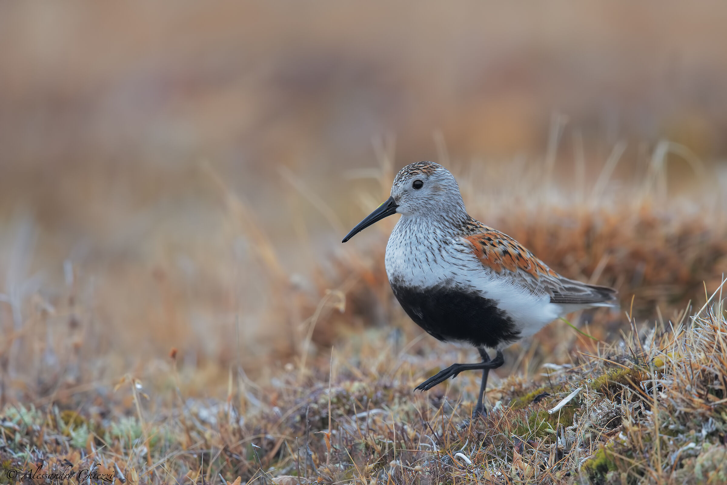 Dunlin
