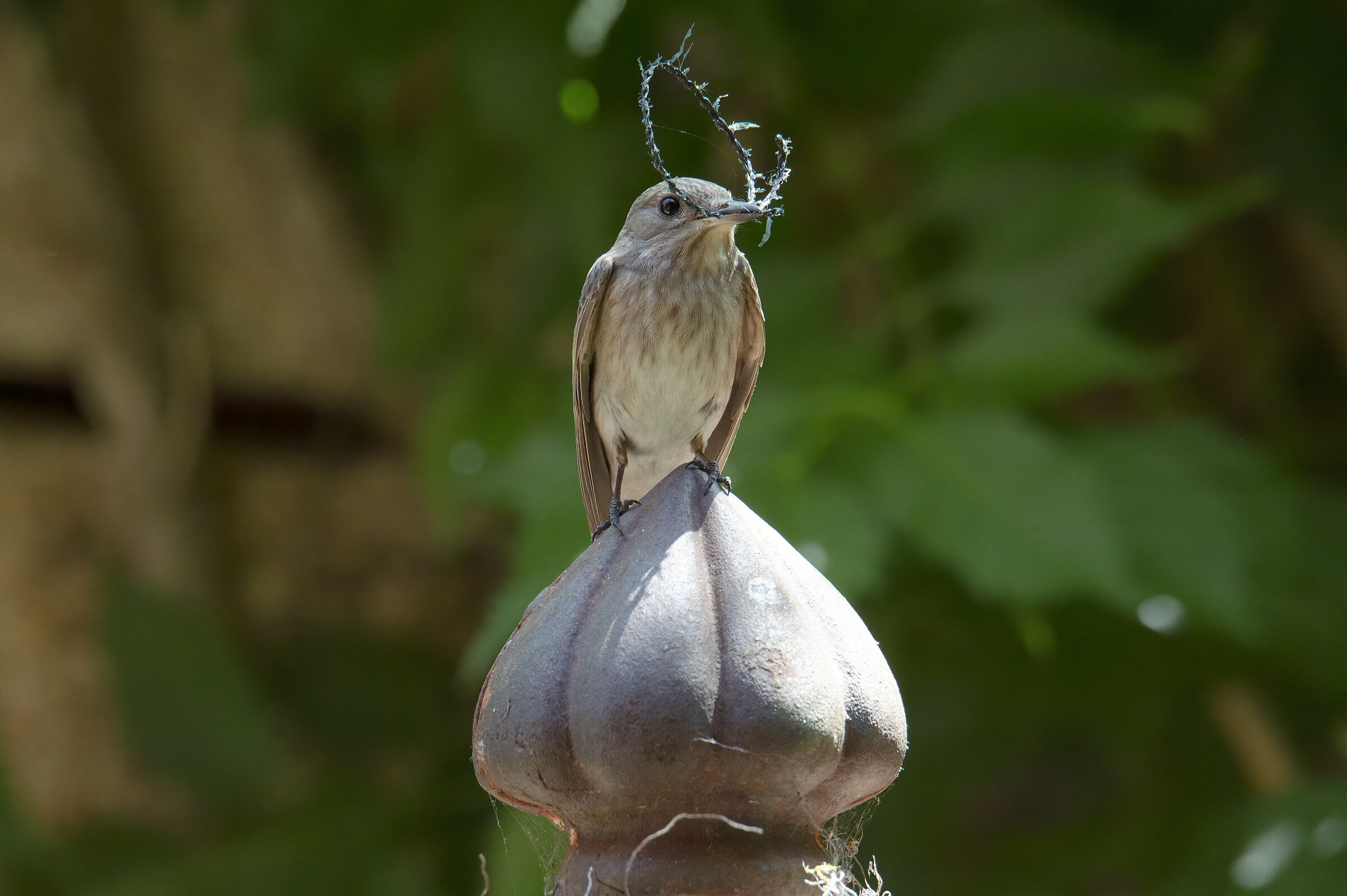 Fly-takes ready for the coronation...