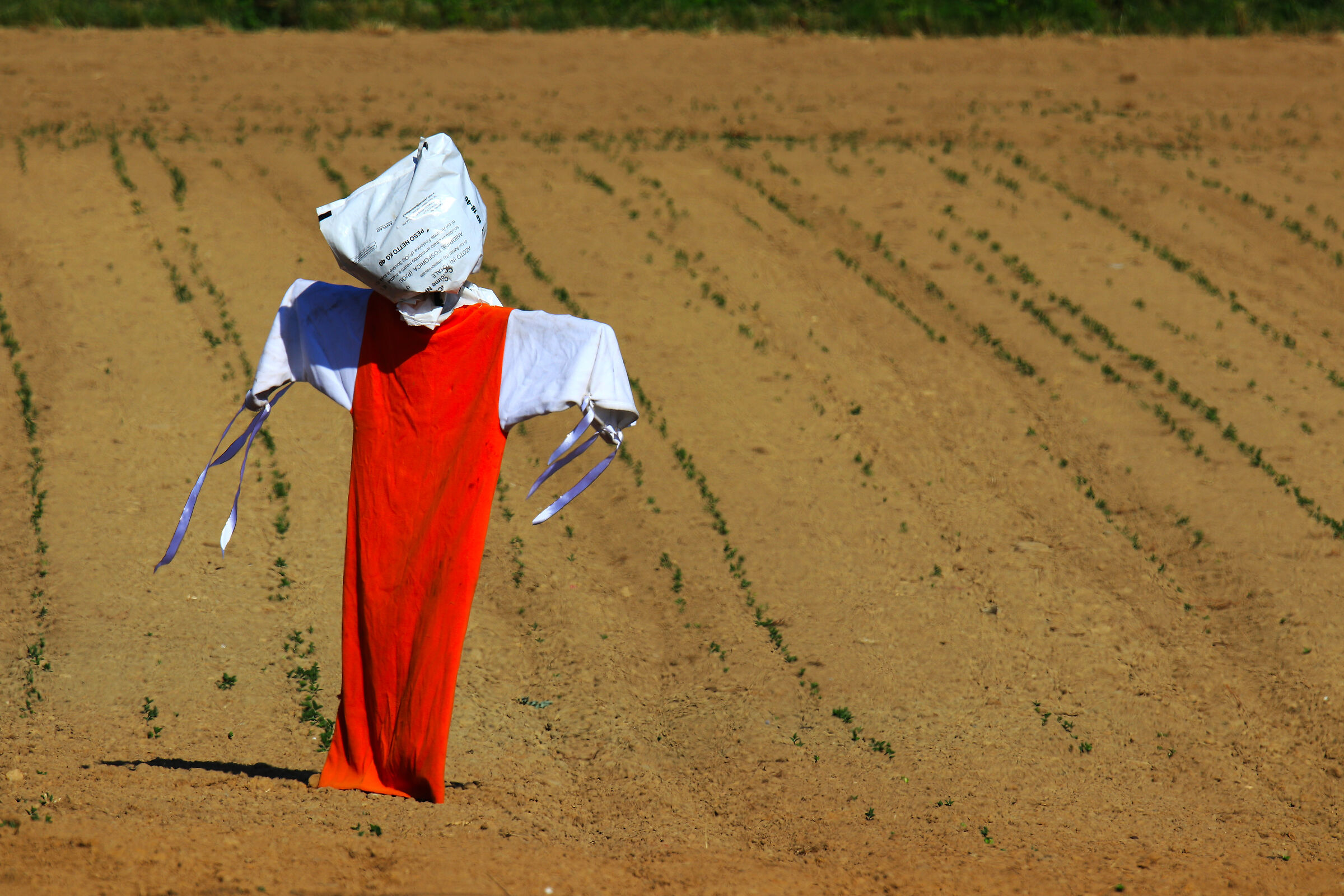 Il campo e il suo guardiano