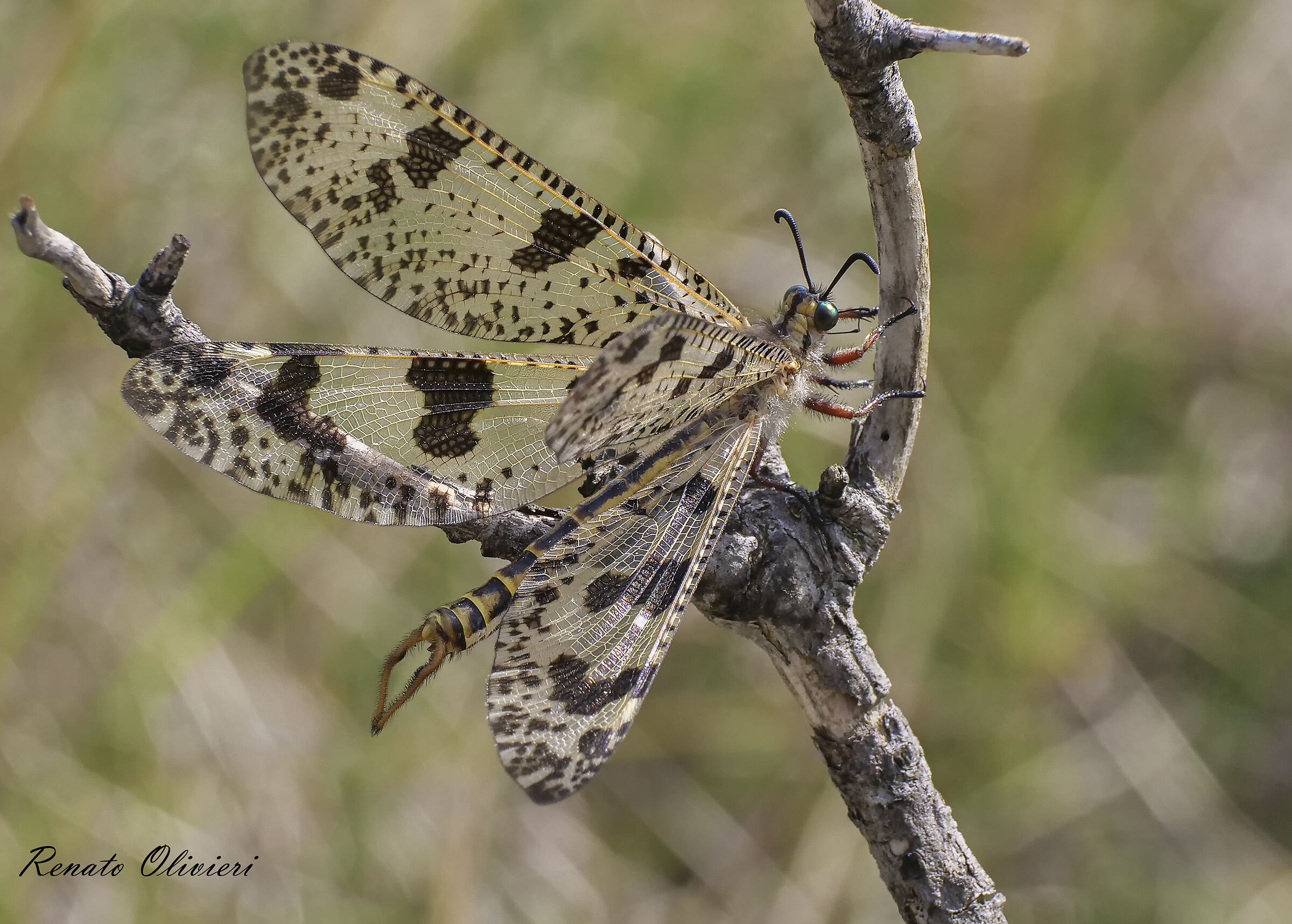 Giant formicaleone (palpares Libelluloides)