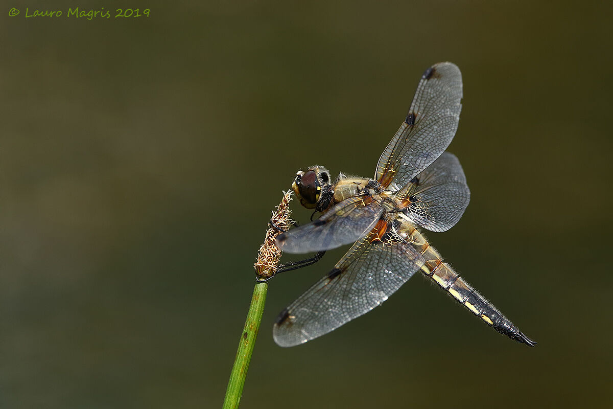 Libellula quadrimaculata