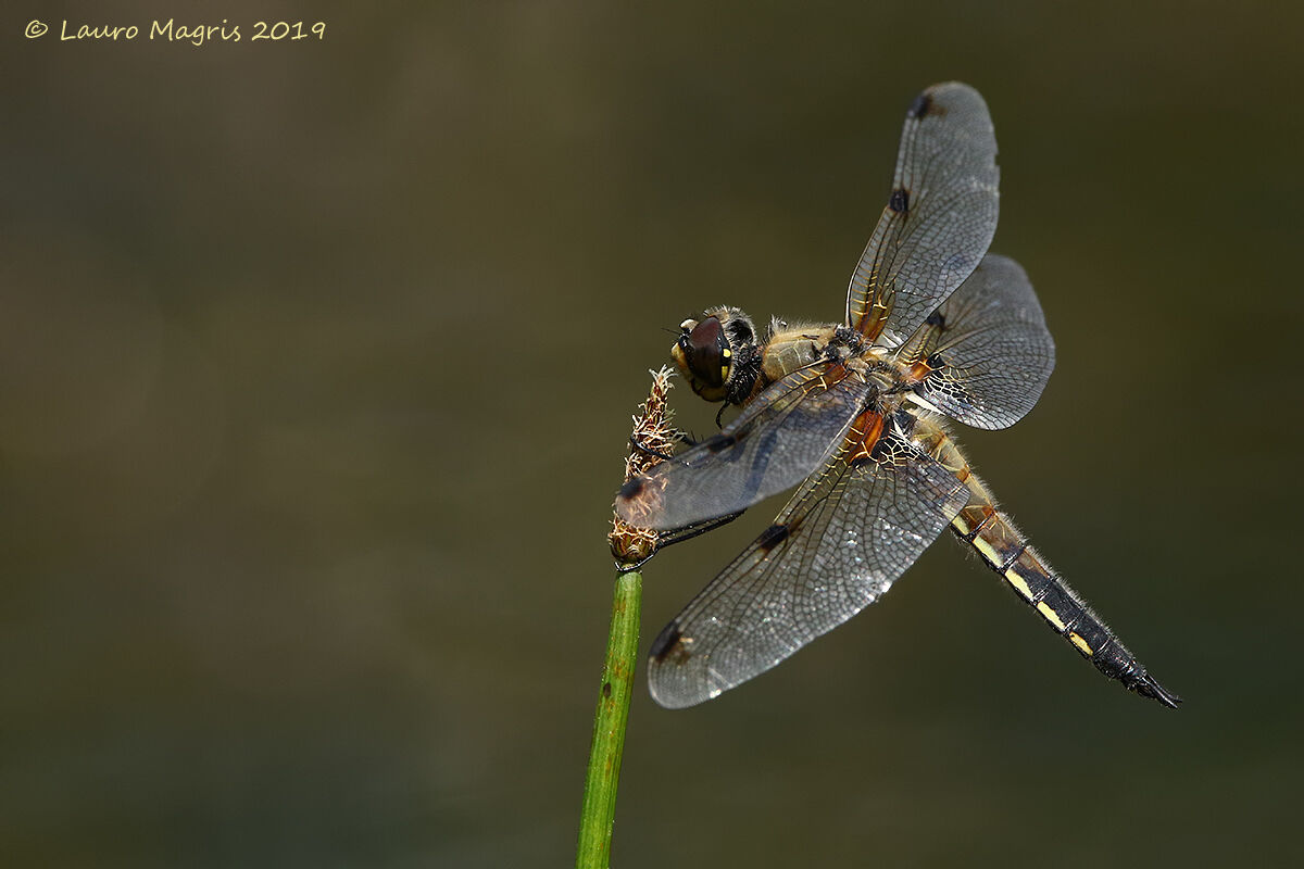Four-spotted dragonfly