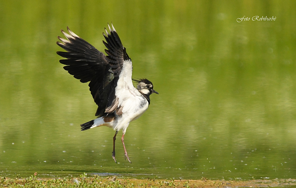 Pavoncella coming soon...