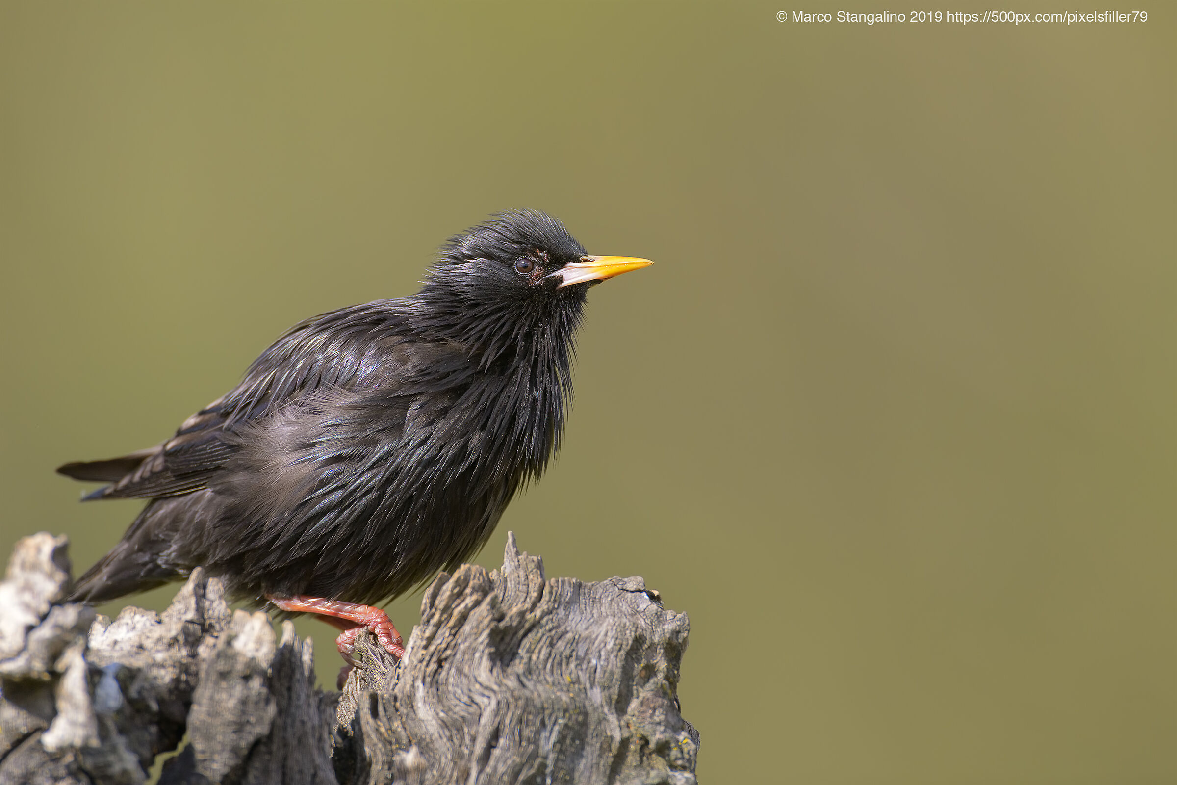 Black Starling....