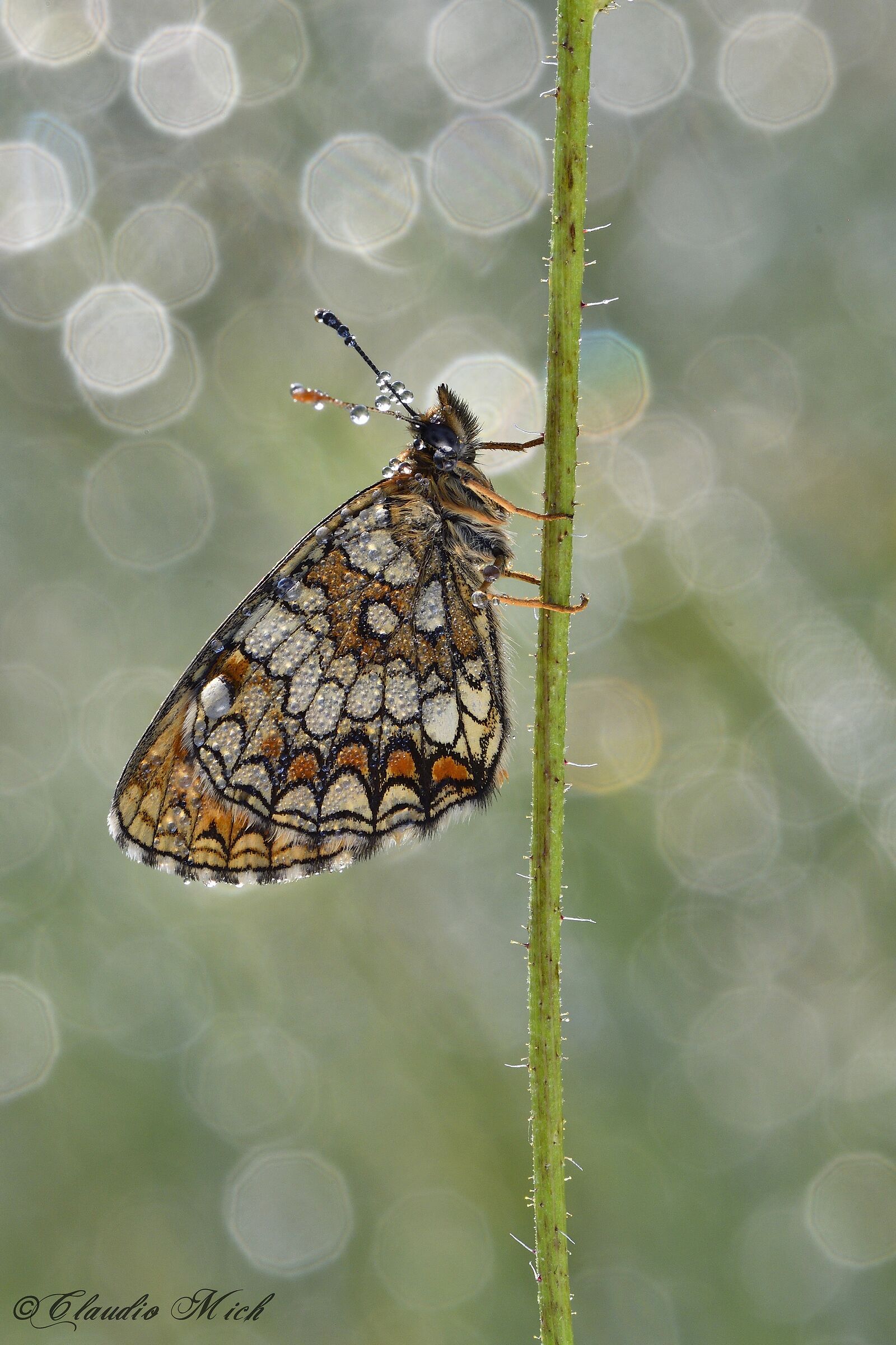 Melitaea athalia