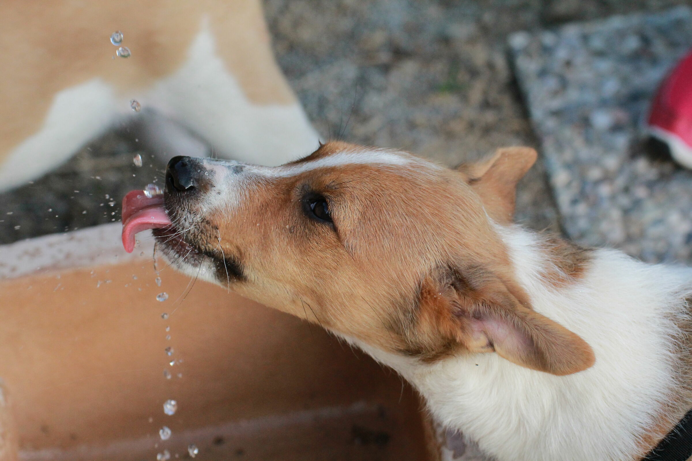 Quando la sete si fa sentire...