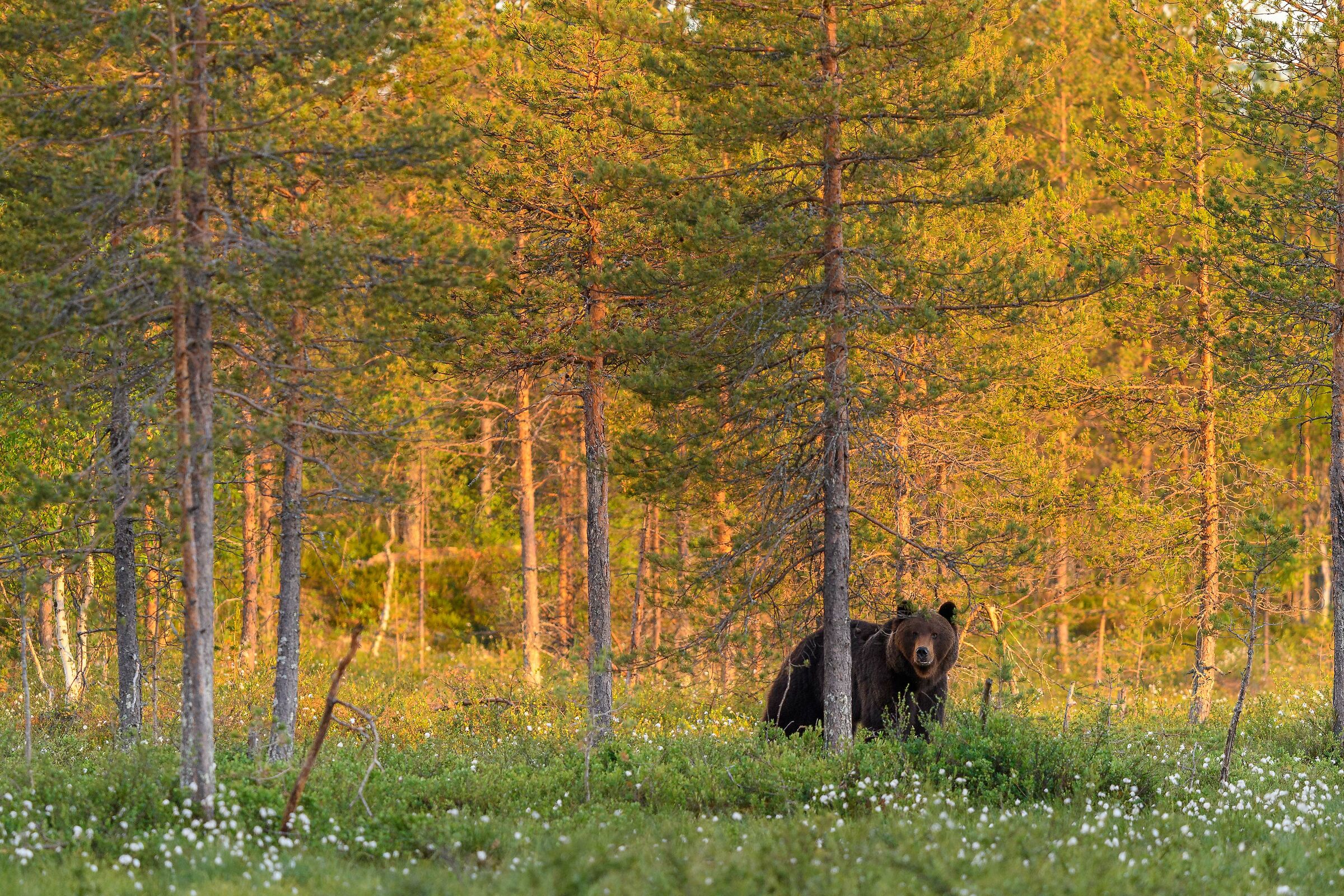 brown bear at sunset