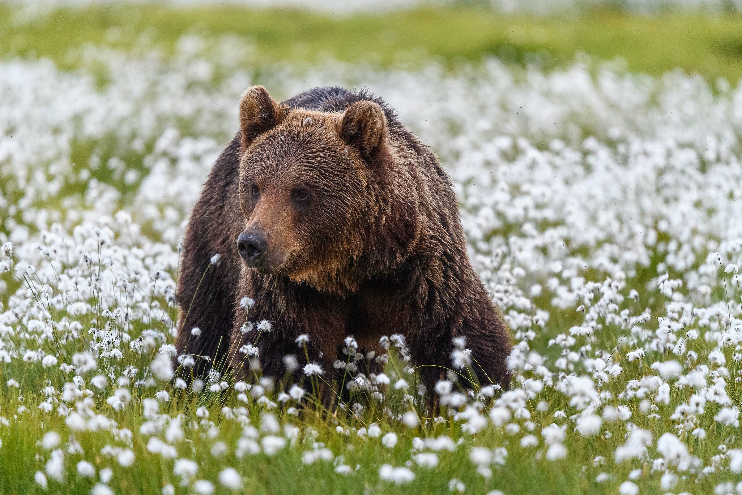 brown bear cotton flower