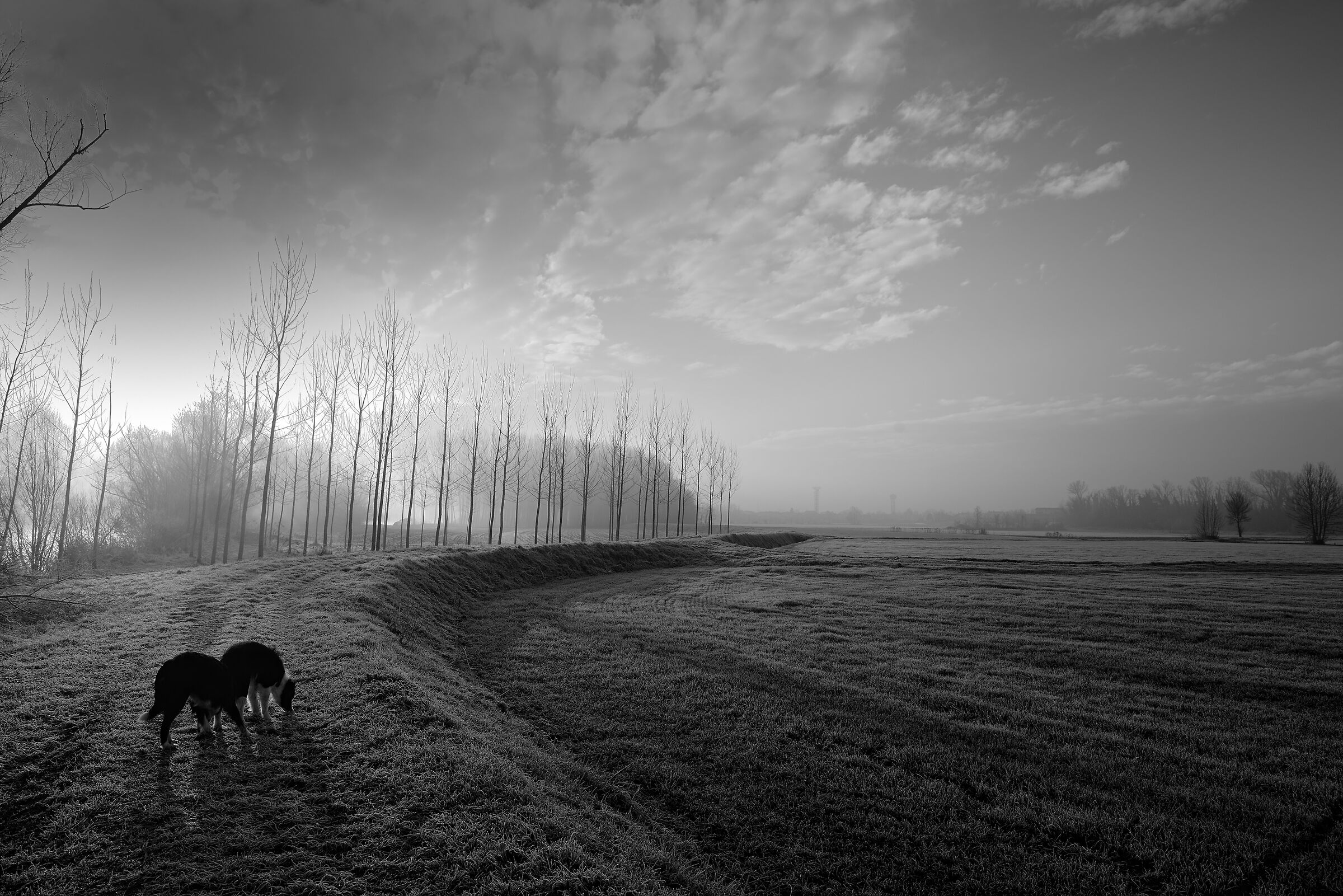 I miei cani all'alba