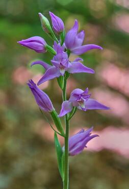 Cephalanthera rubra