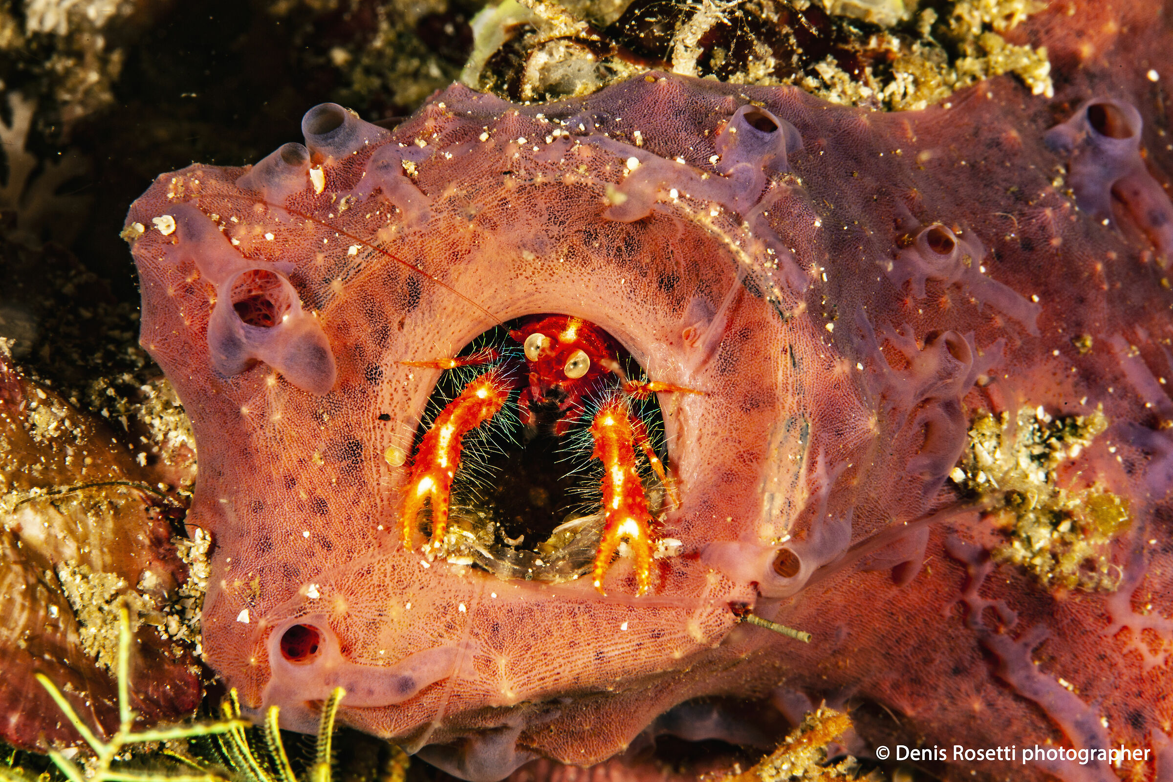 Lo spettacolo del mondo sottomarino
