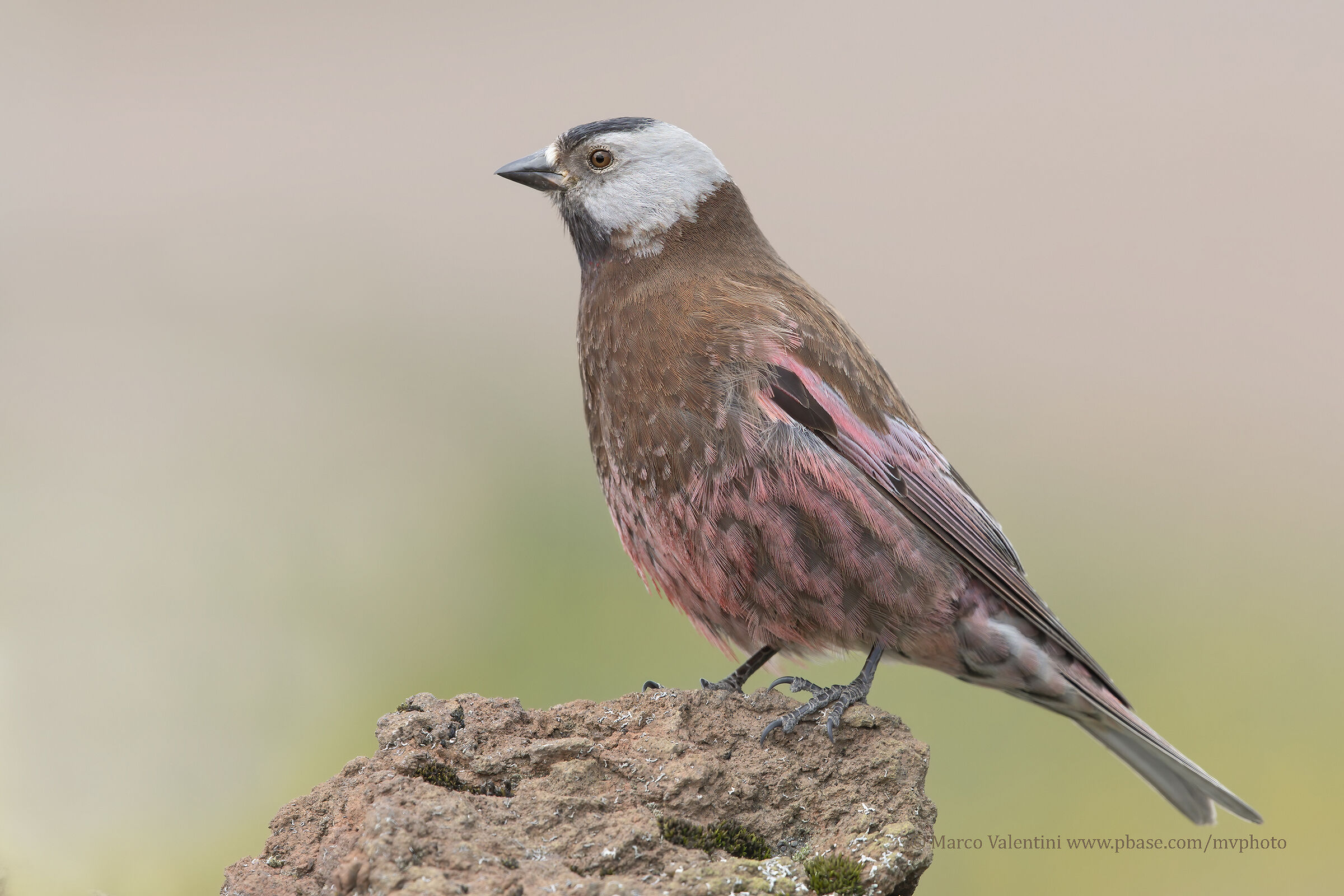 Grey-headed pink friguello