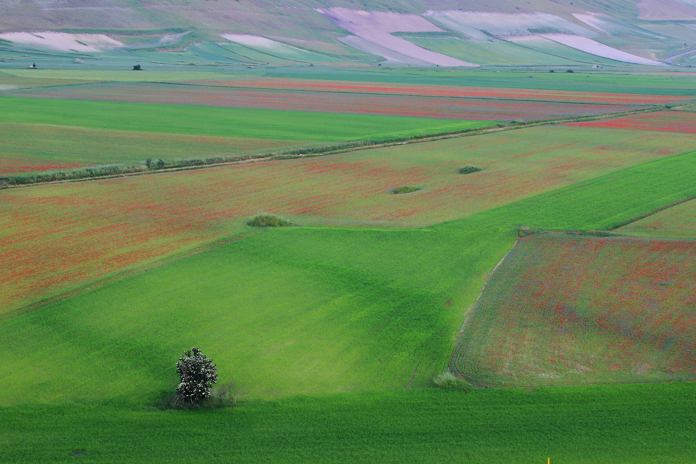 Castelluccio verde