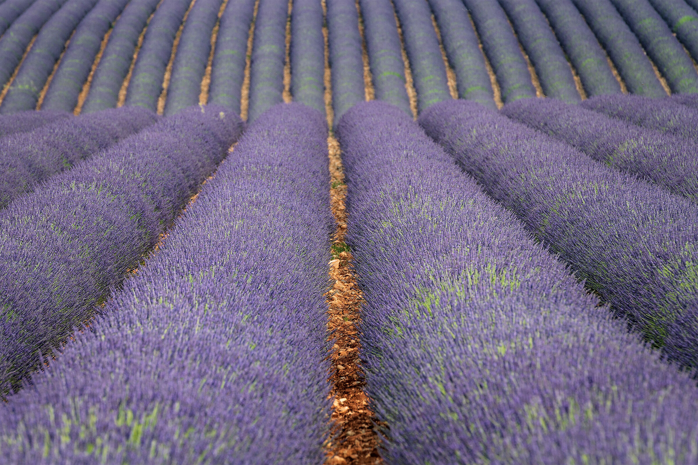 Lavender in Provence, Valensole