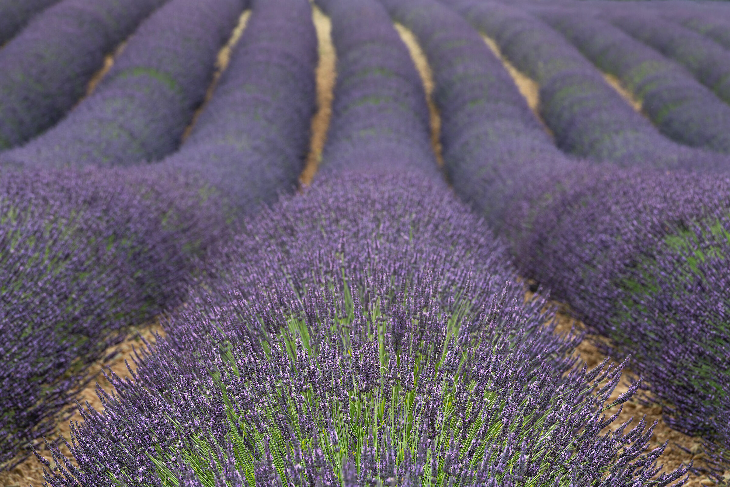 Lavender in Provence, Valensole
