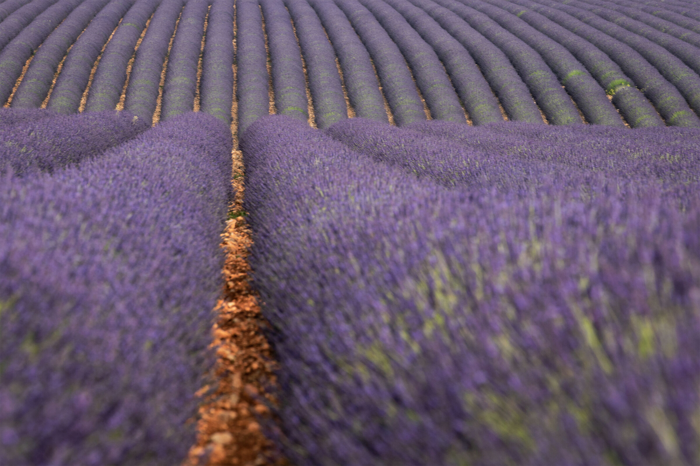 Lavender in Provence, Valensole