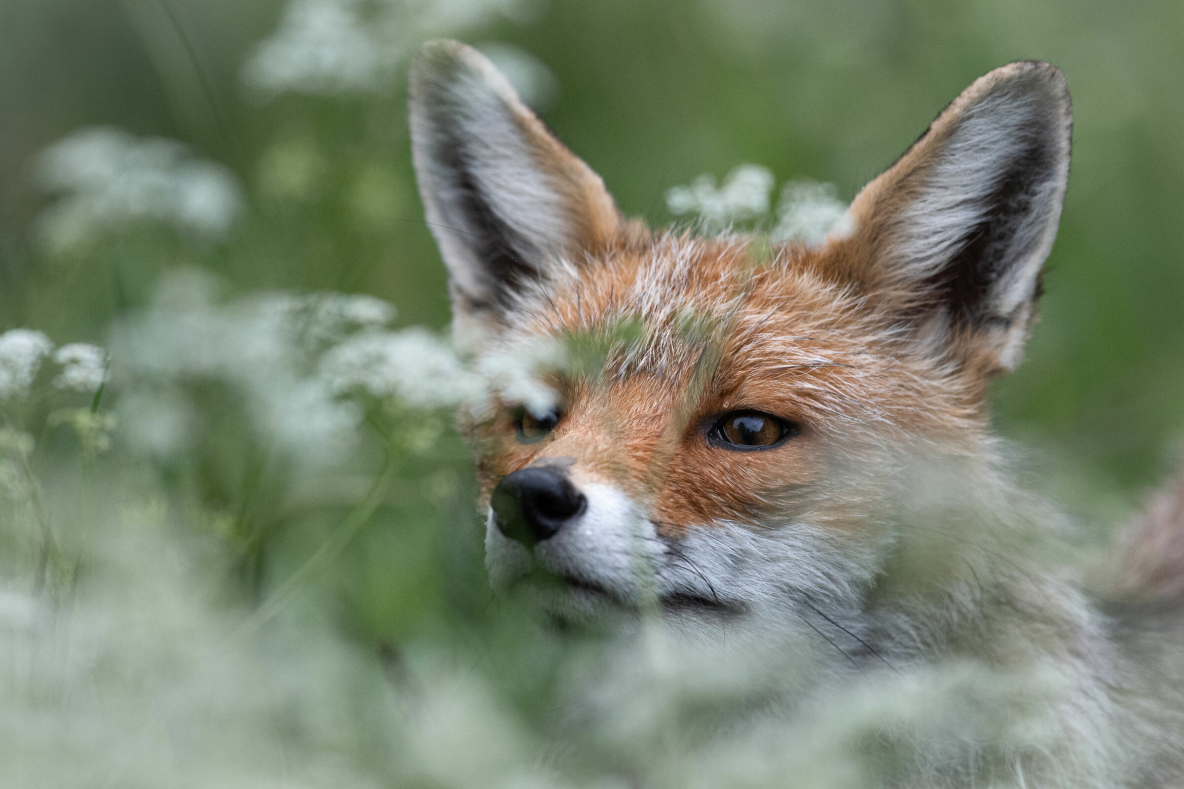 Among the colors of summer