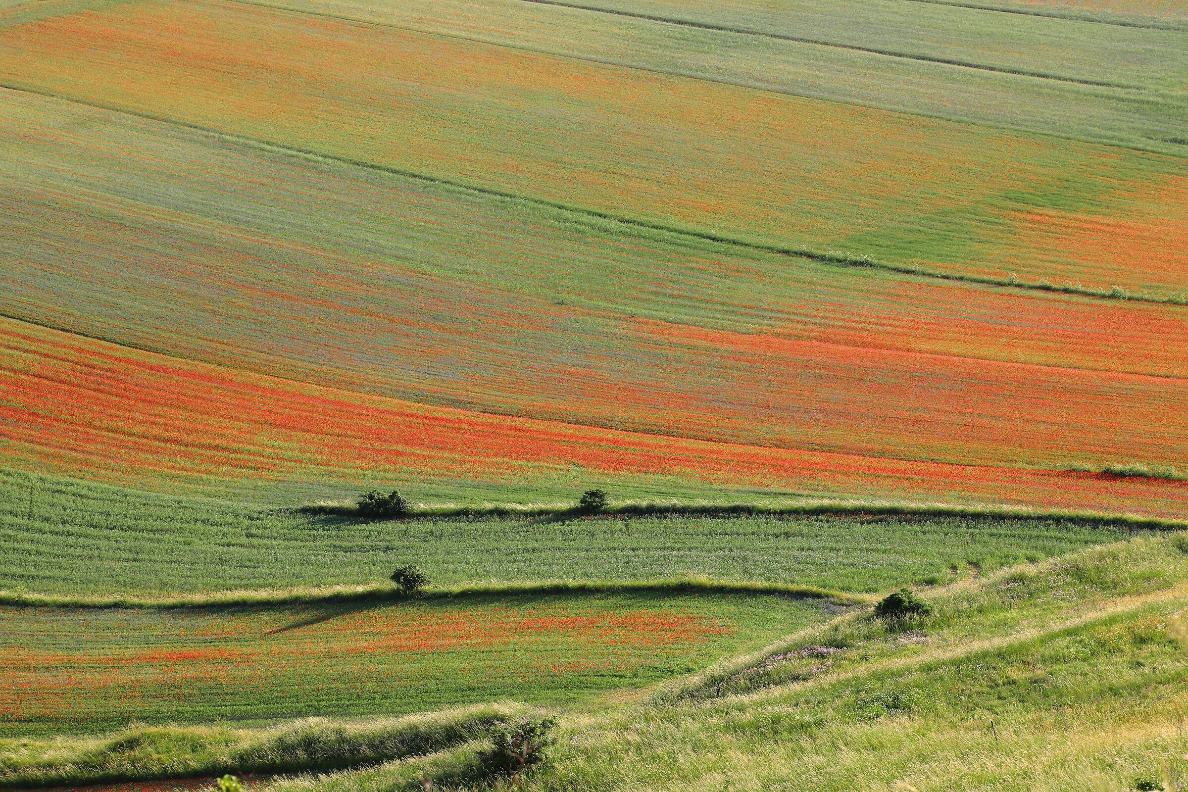 Castelluccio 1