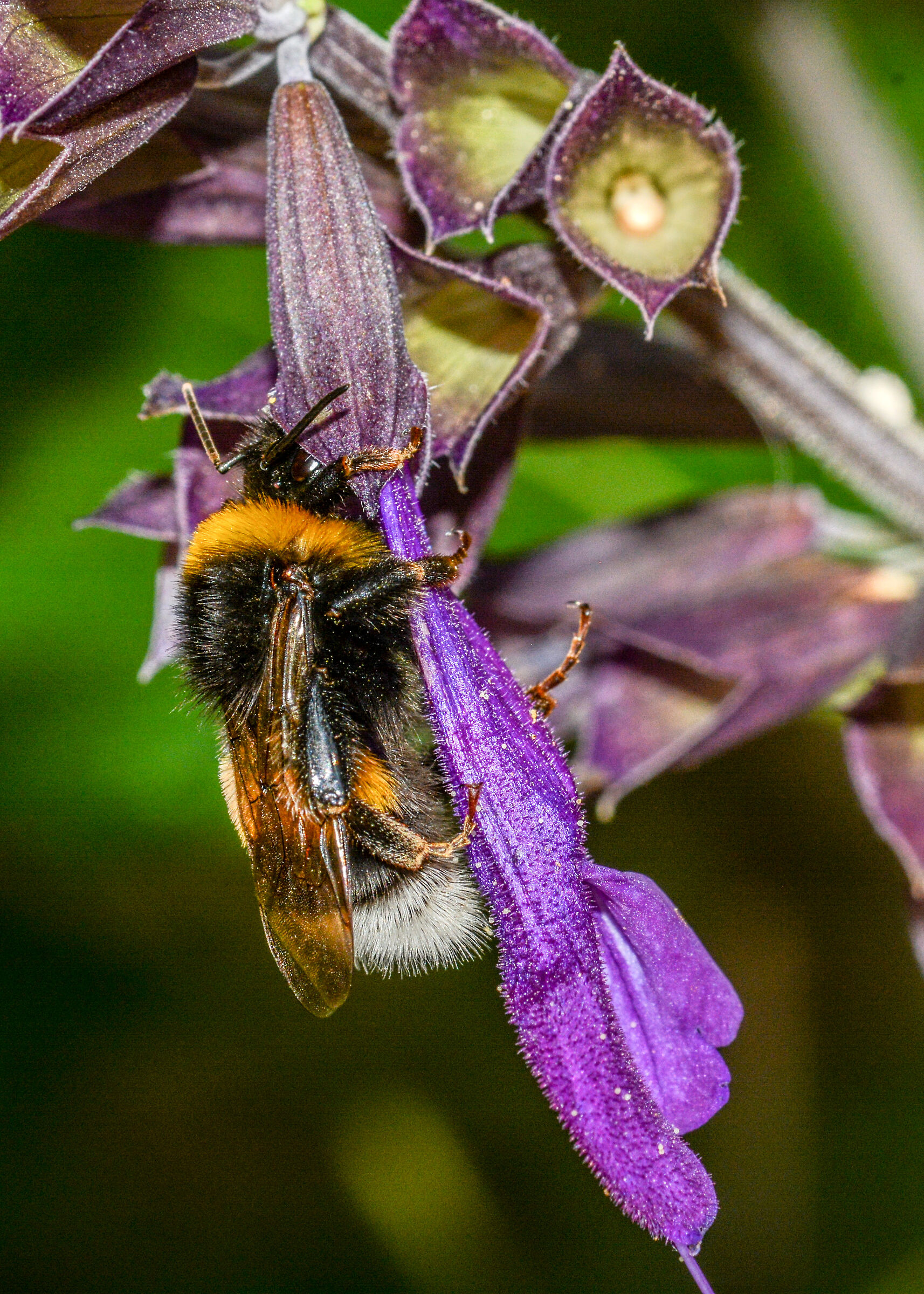 Bombus su Salvia