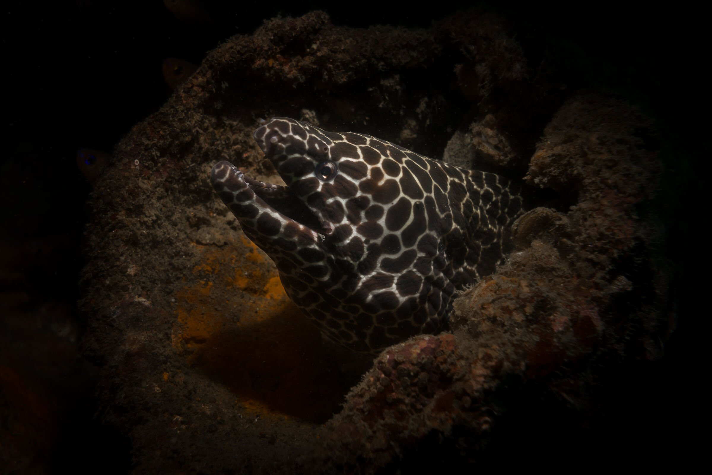 Black & White Spotted Moray