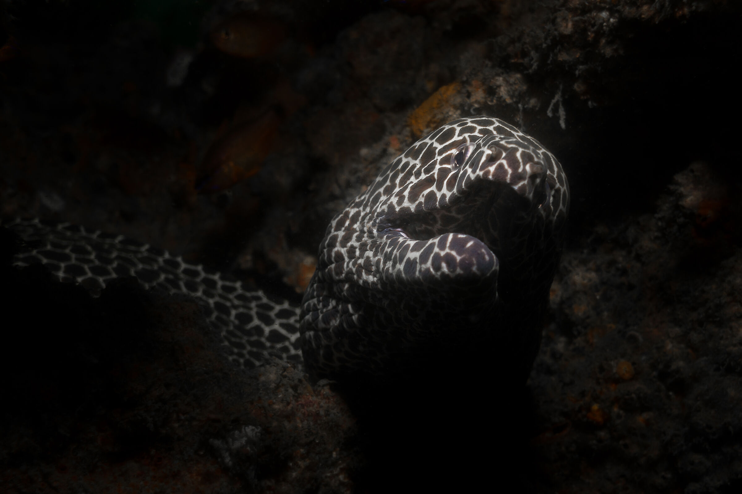 Black & White Spotted Moray