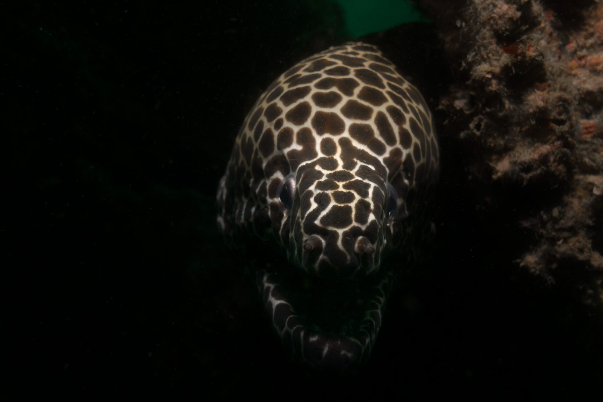 Black & White Spotted Moray