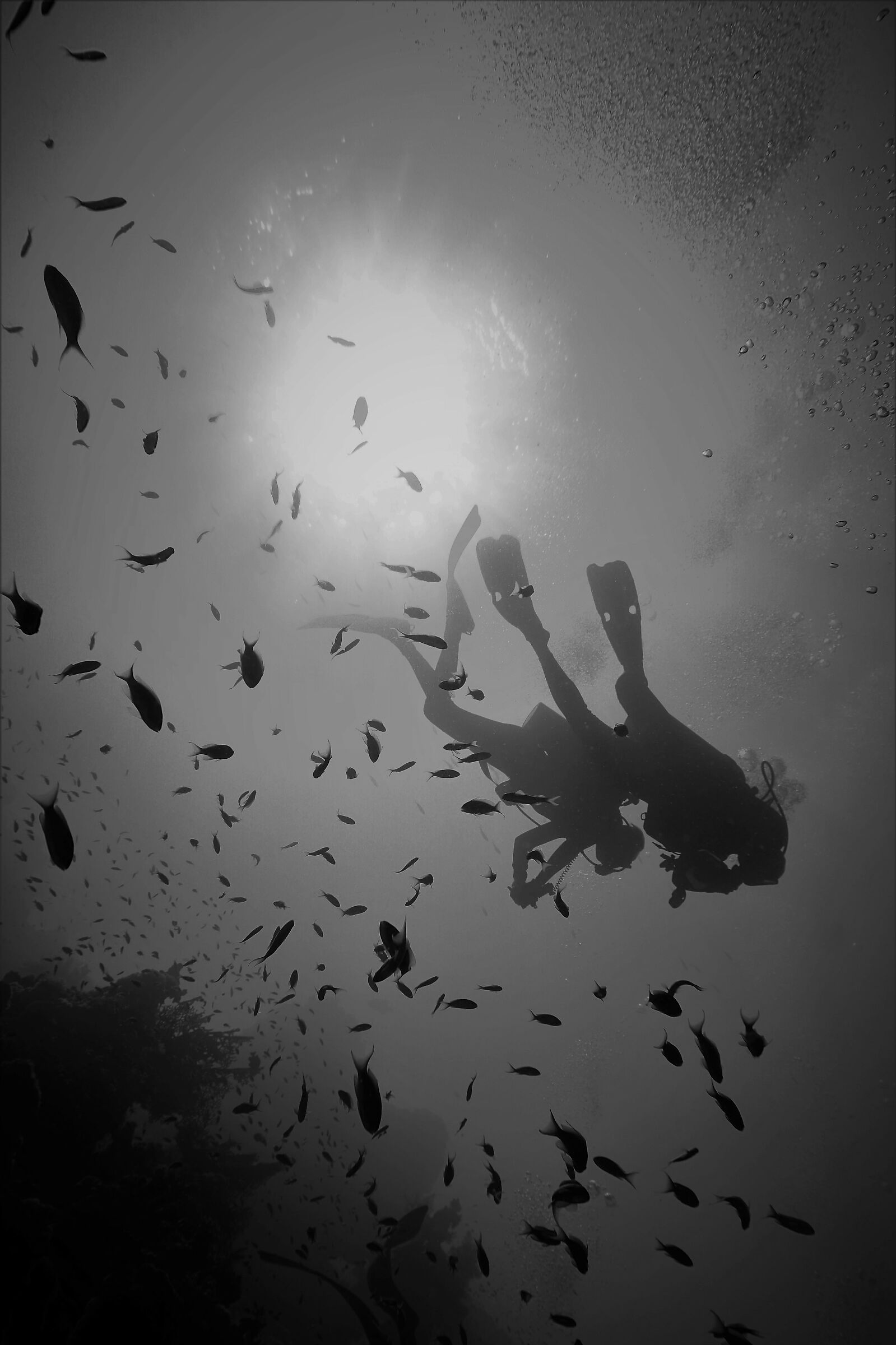 divers silhouette