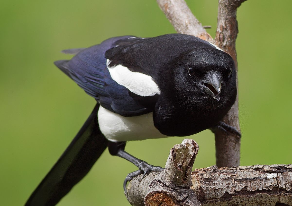 magpie