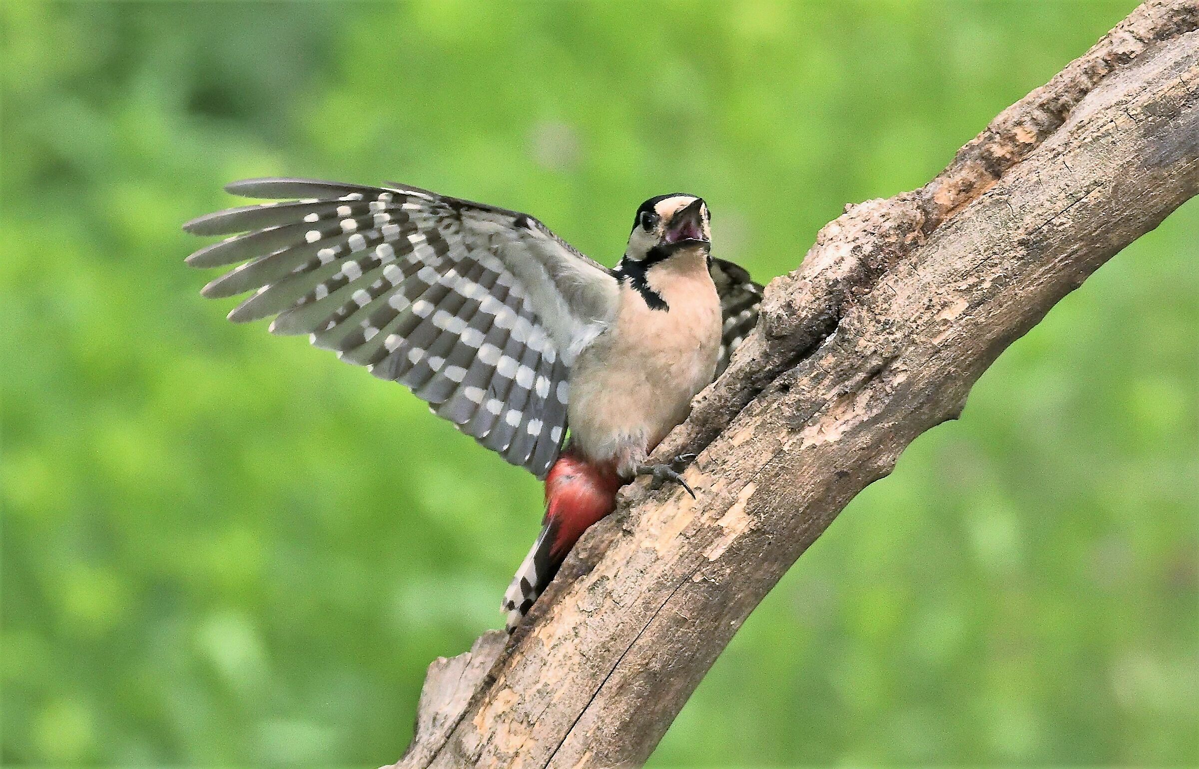 major red woodpecker