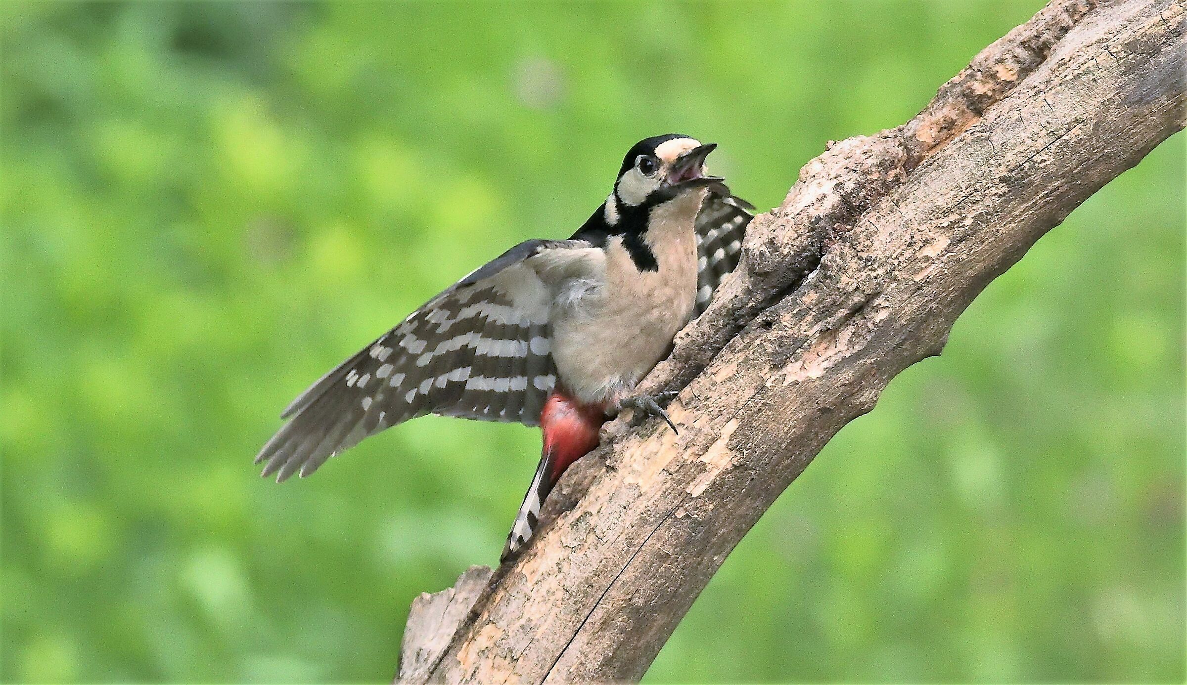 major red woodpecker
