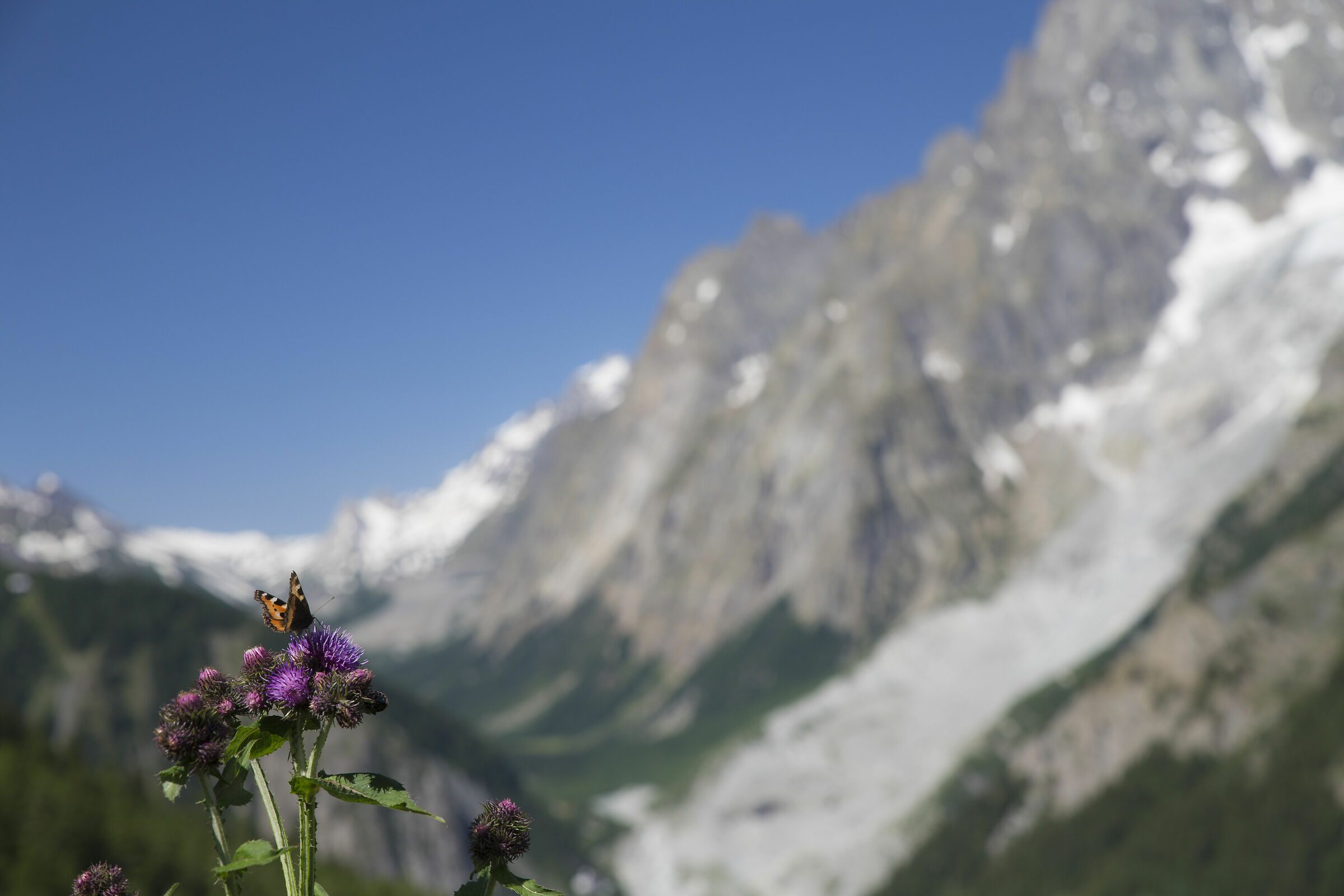 Farfalla del Monte Bianco