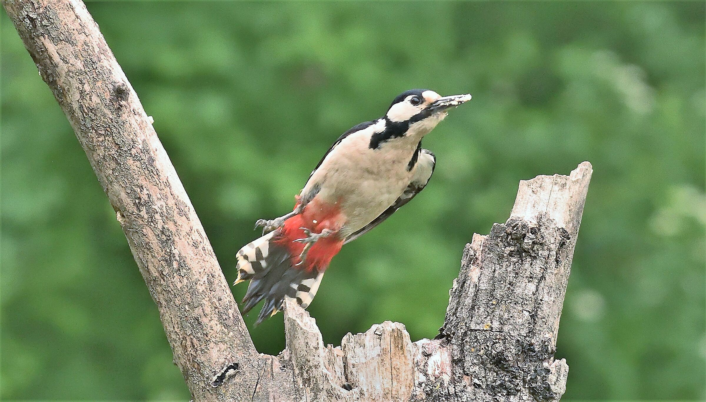Major red woodpecker