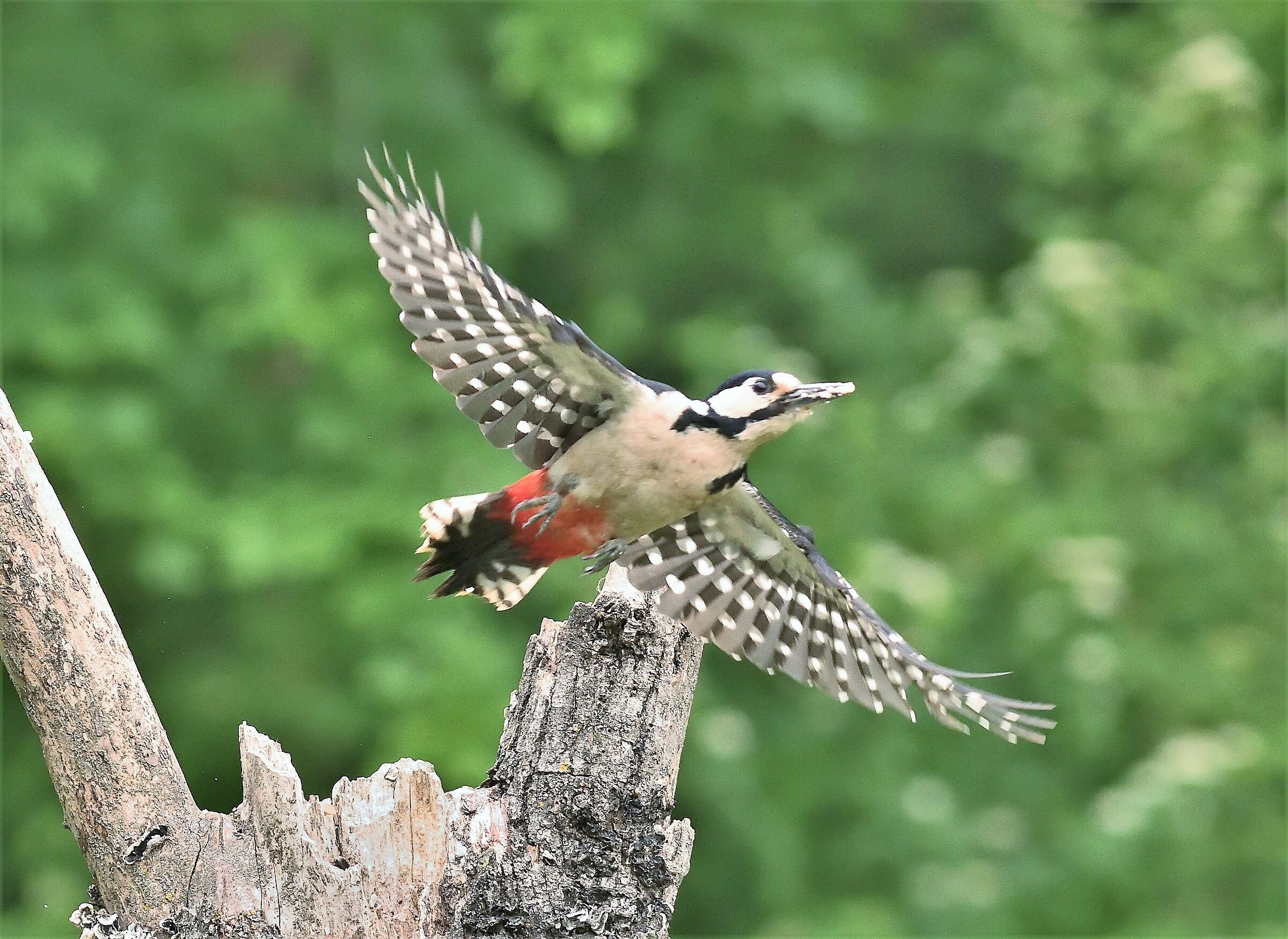 Major red woodpecker