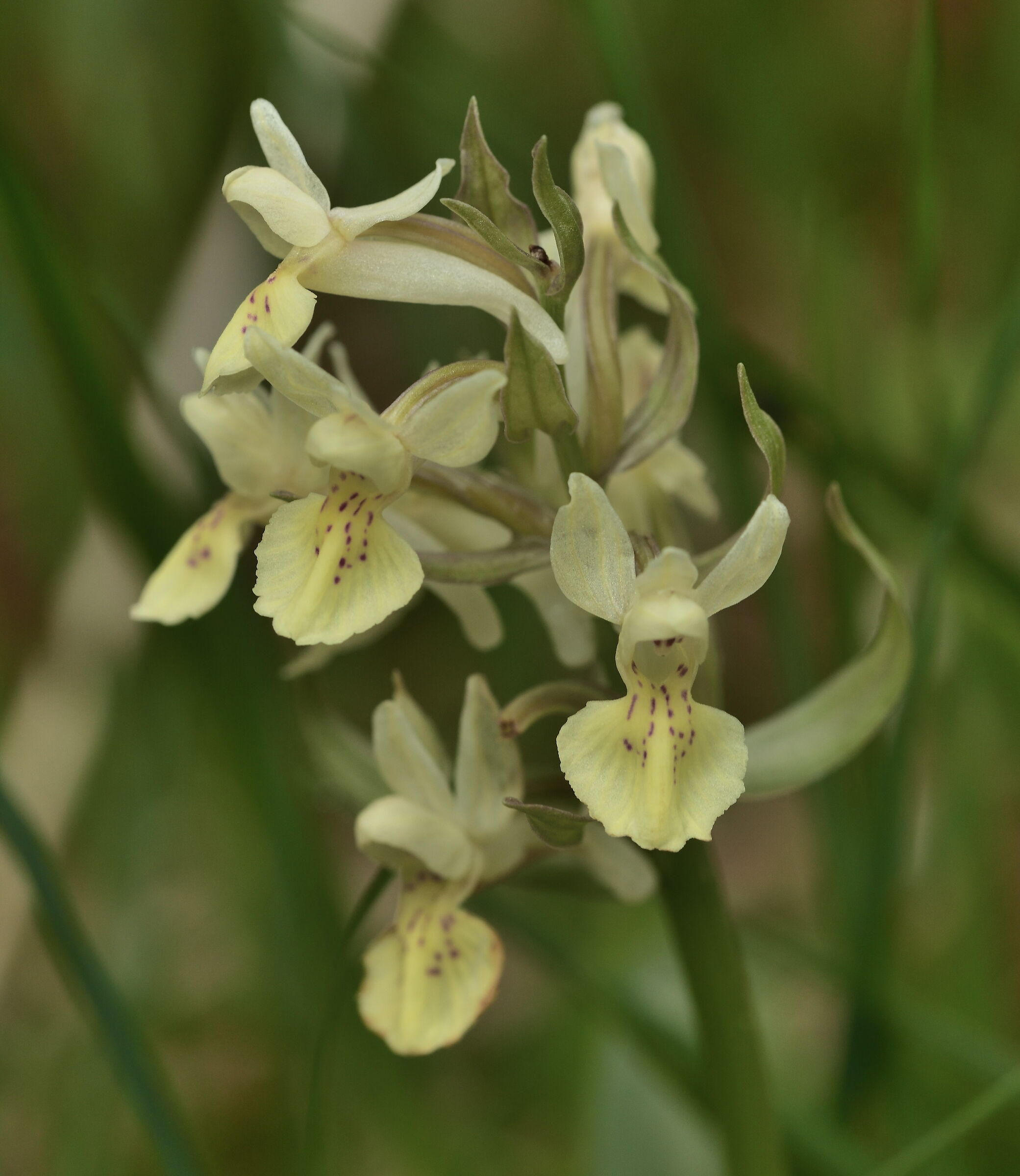 orchid dactylorhiza sambucine