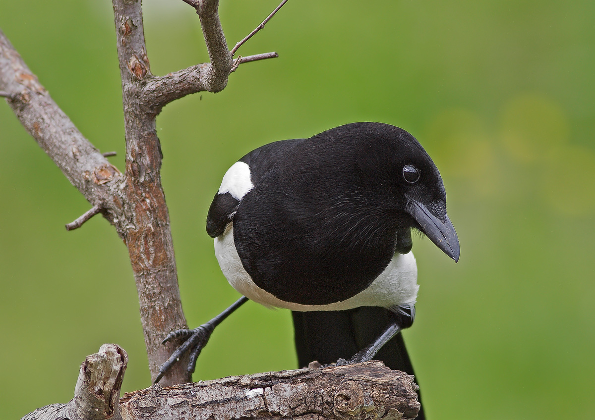 Magpie 2