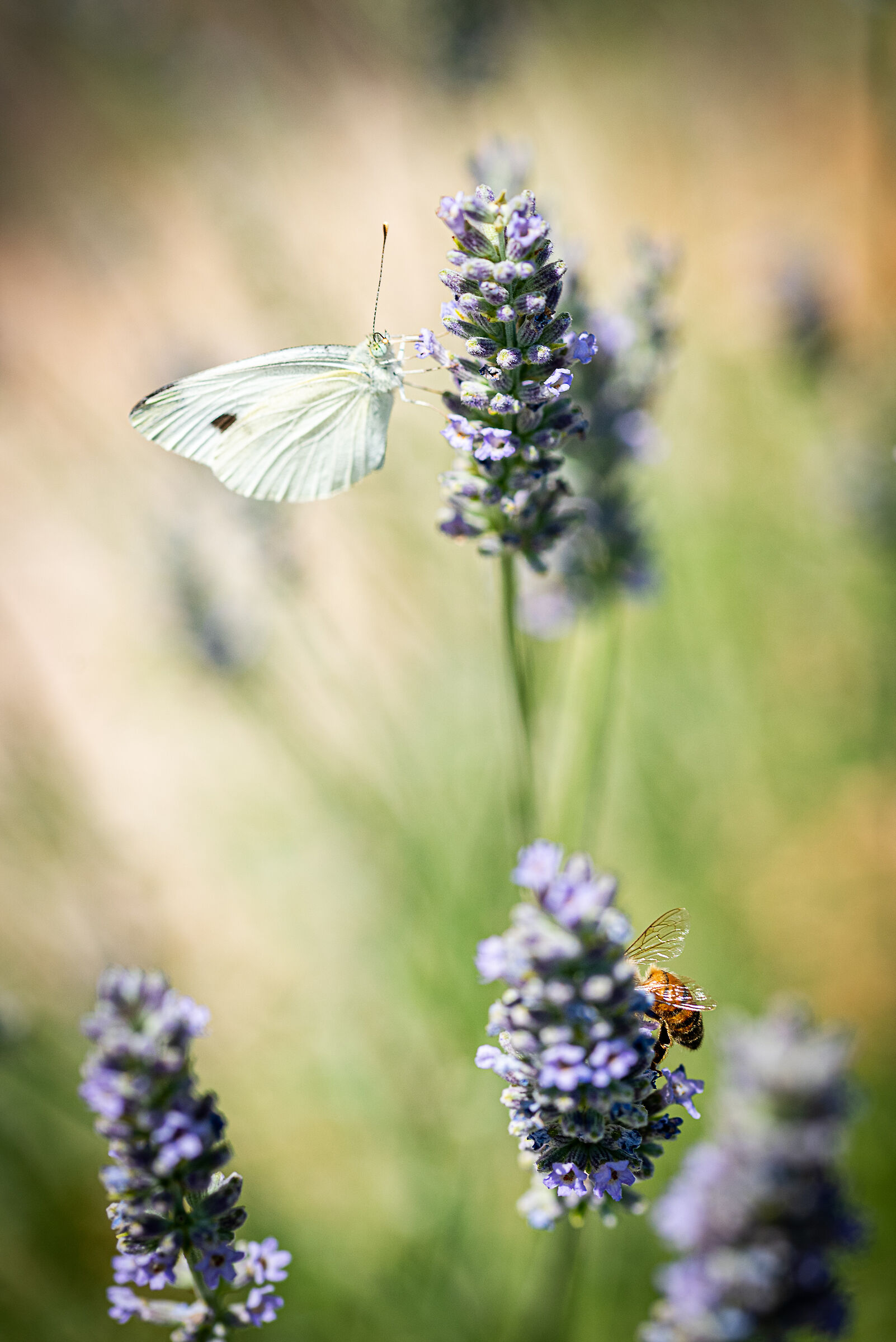 The butterfly and the bee
