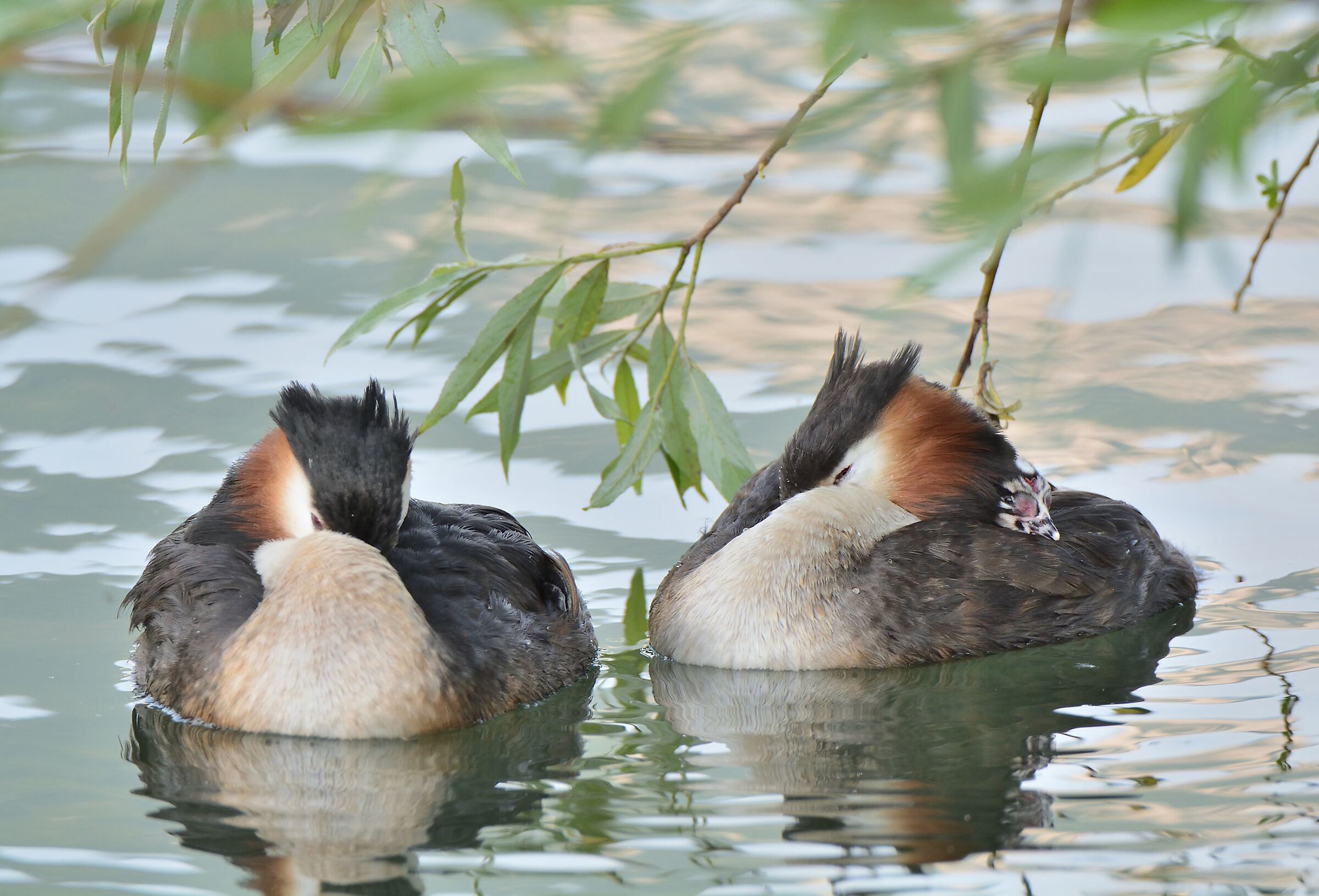 Svasso family in relaxation