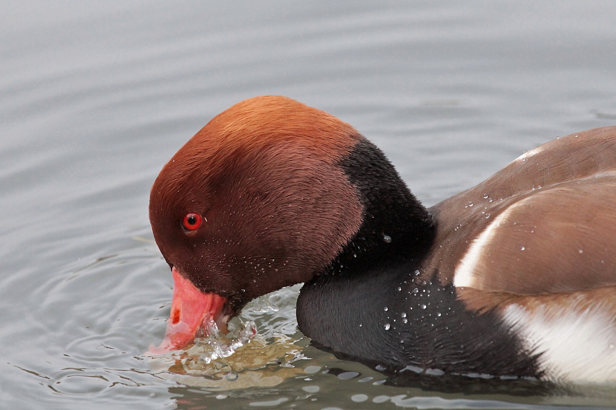 Pochard turkish