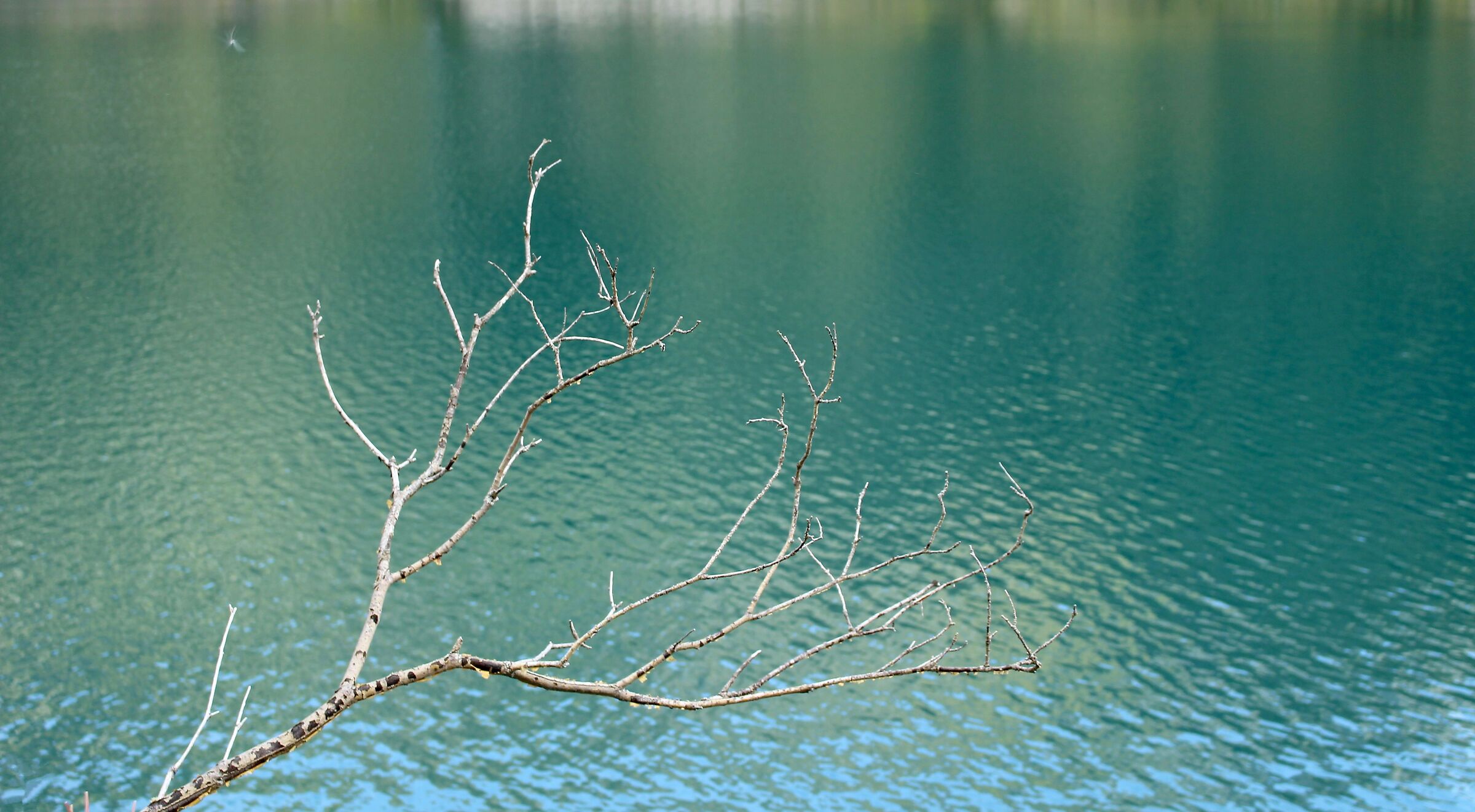That branch of the lake of...