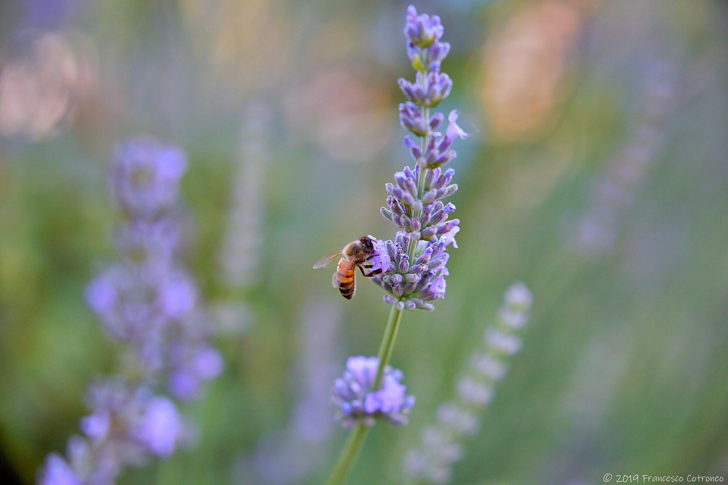 Apina che salti da fiore in fiore...