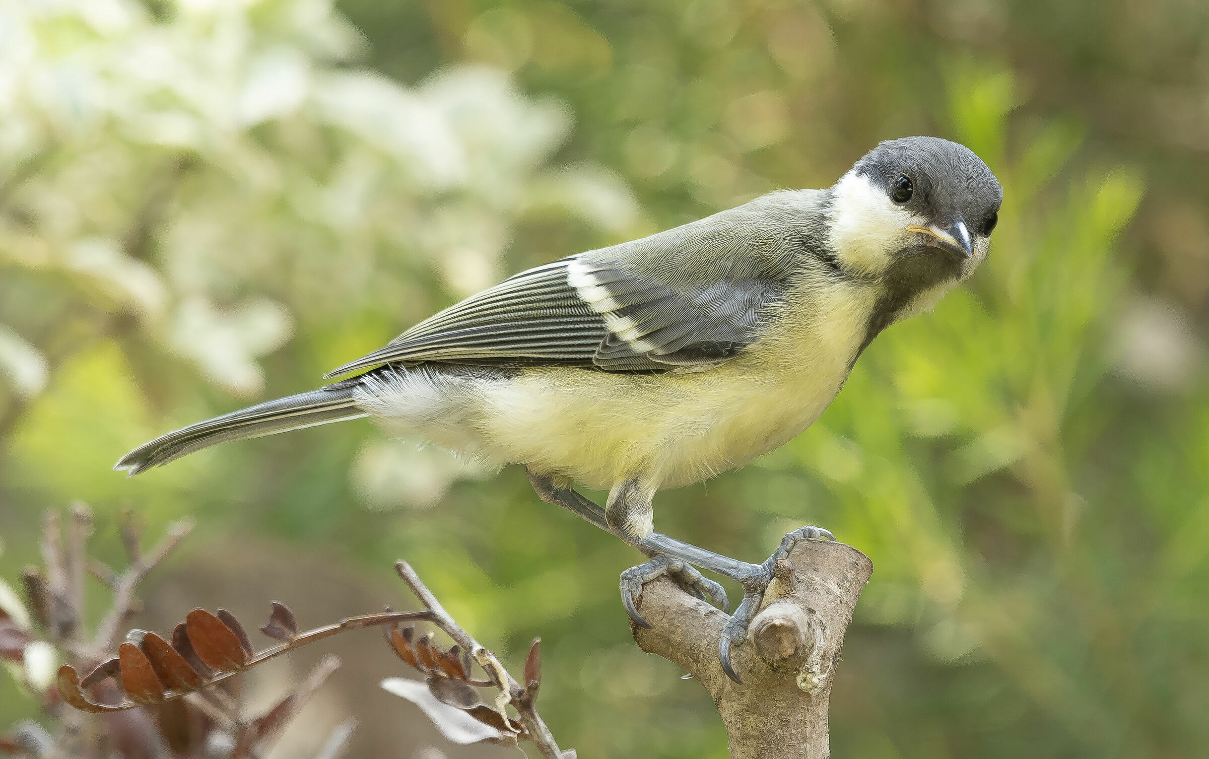 - Young Cinic-(Parus major)