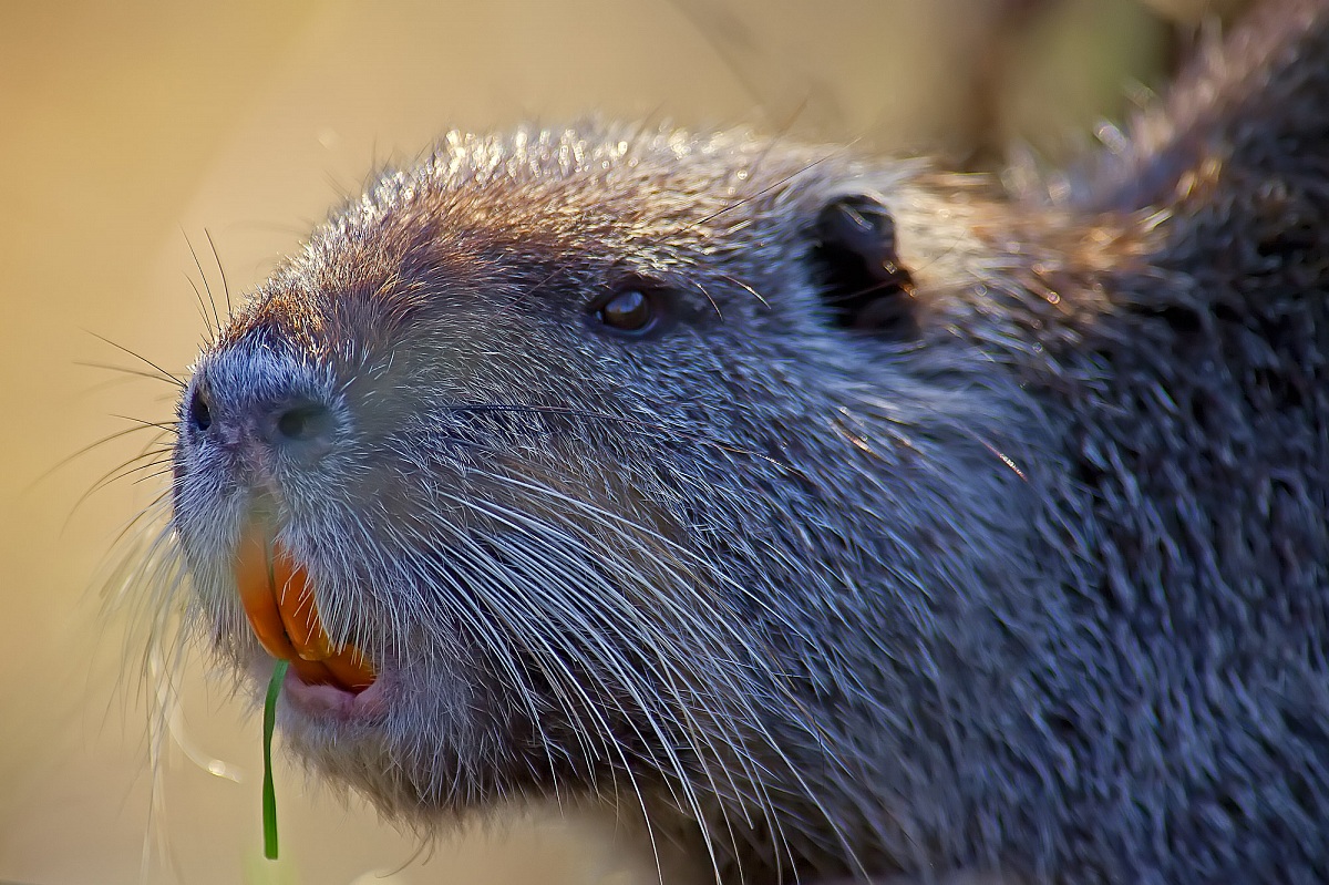 Nutria