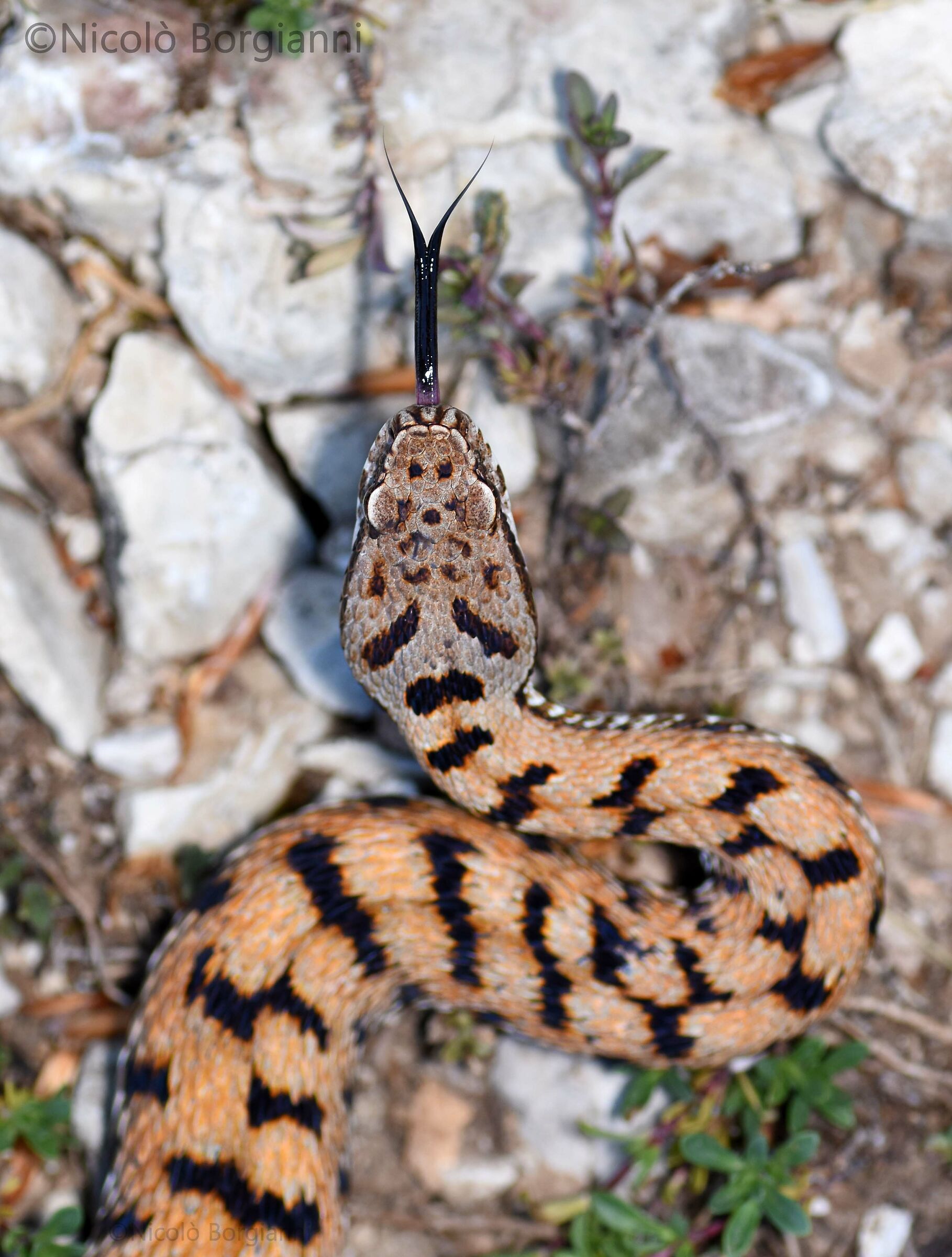 Vipera aspis francisciredi